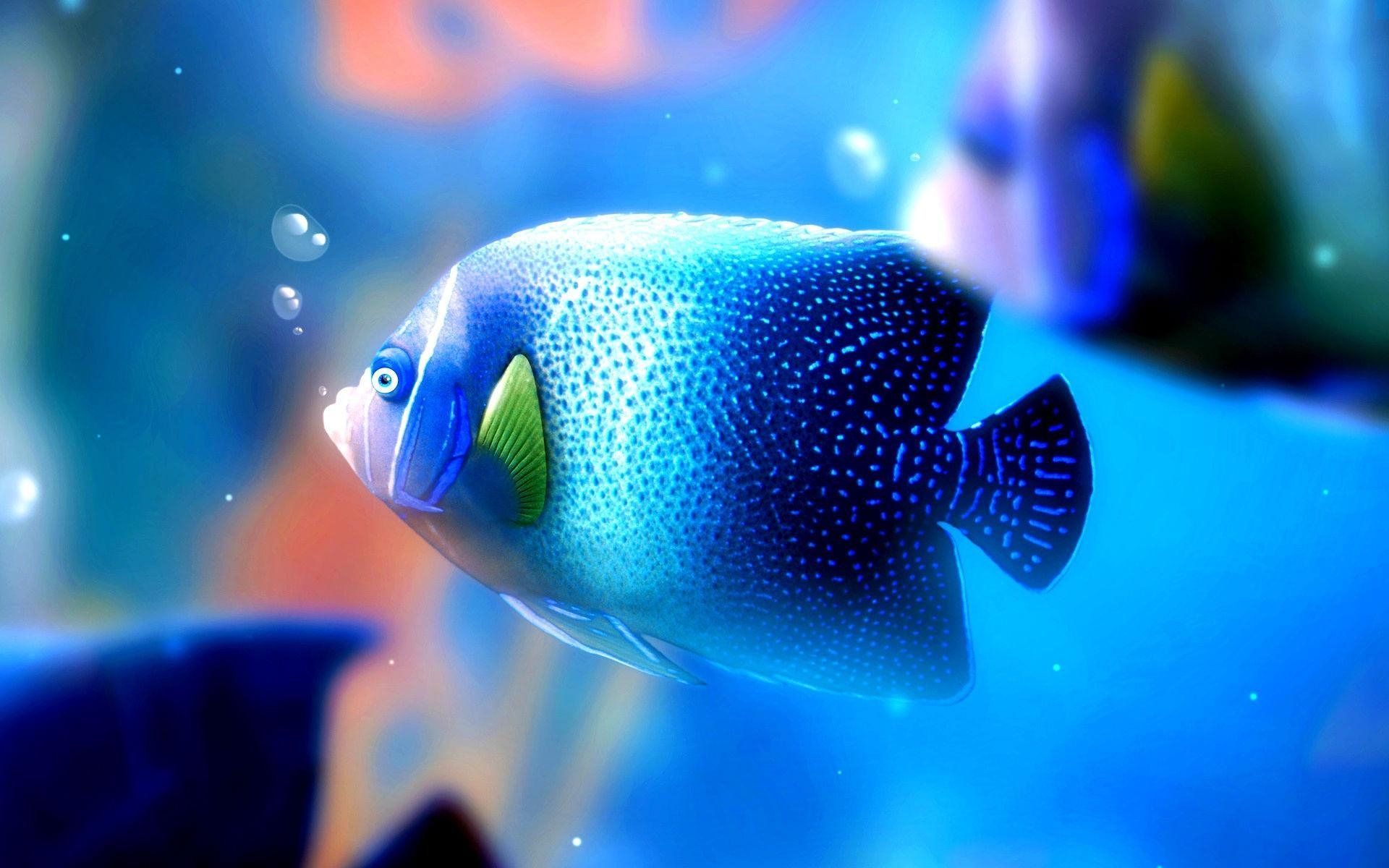 Fische, Tiere, Neue Wallpapers, Hintergrund, HD, 1920x1200 HD Desktop