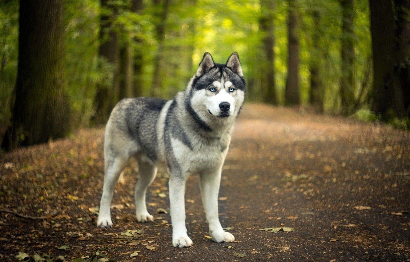 Sibirischer Husky, Herbst, Wald, Natur, Tier, 1340x850 HD Desktop