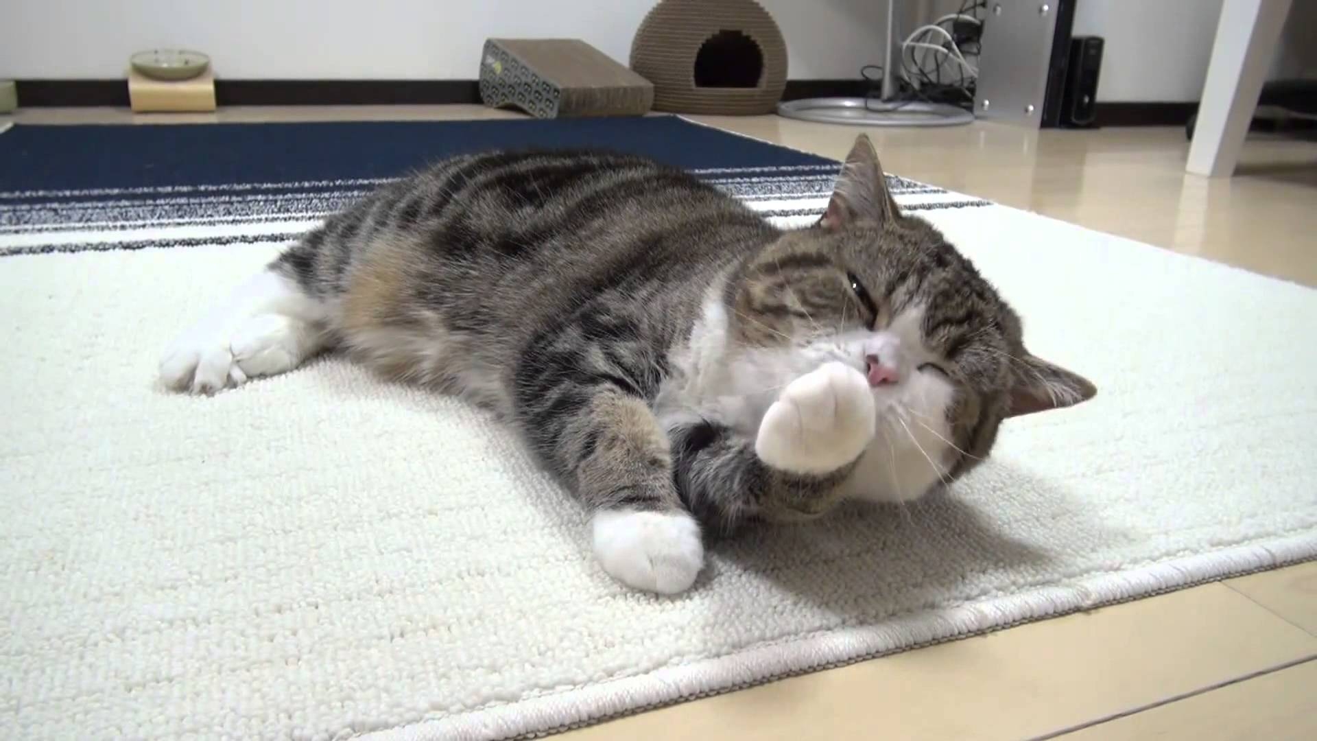 Maru Katze, Kopf, Waschen, Lustig, Fellpflege, 1920x1080 Full HD Desktop