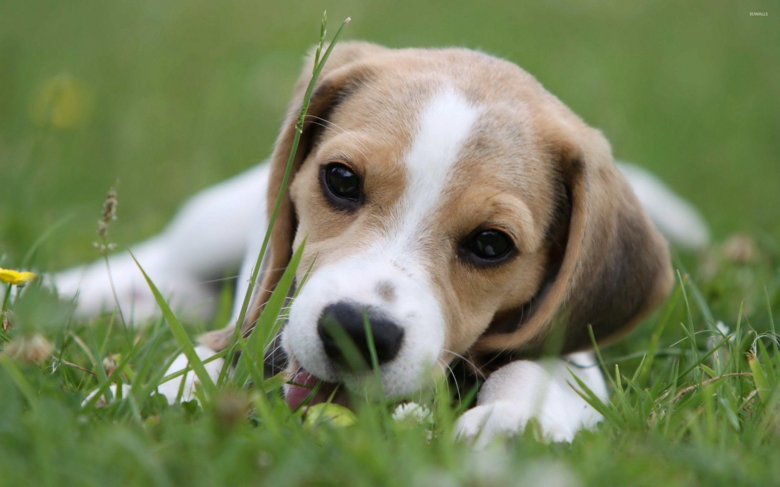 Beagle Welpe, Hintergrund, Bild, Hund, Niedlich, 2560x1600 HD Desktop