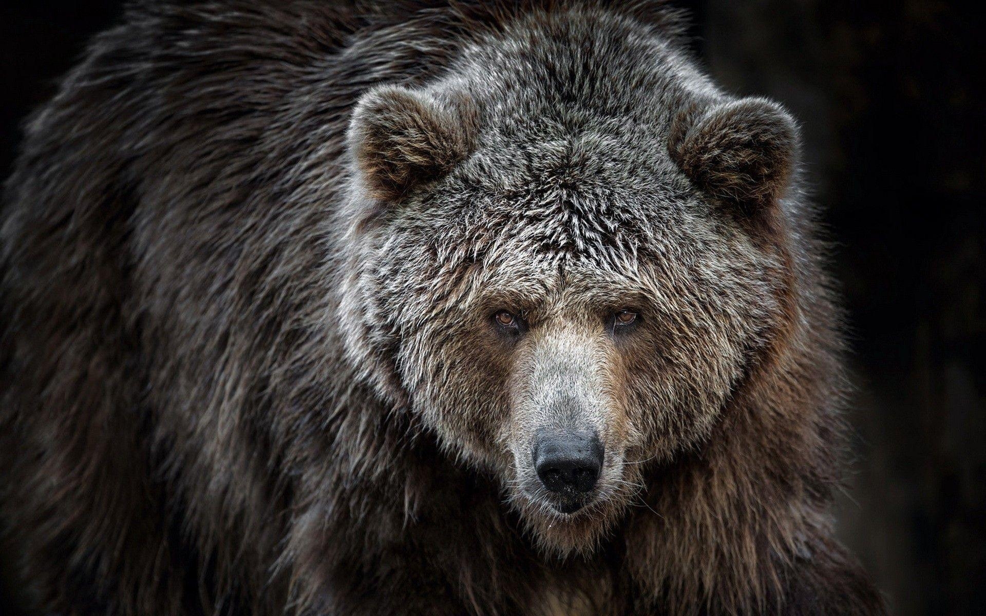 Grizzlybären, Wildnis, Tiere, Hintergrund, Natur, 1920x1200 HD Desktop