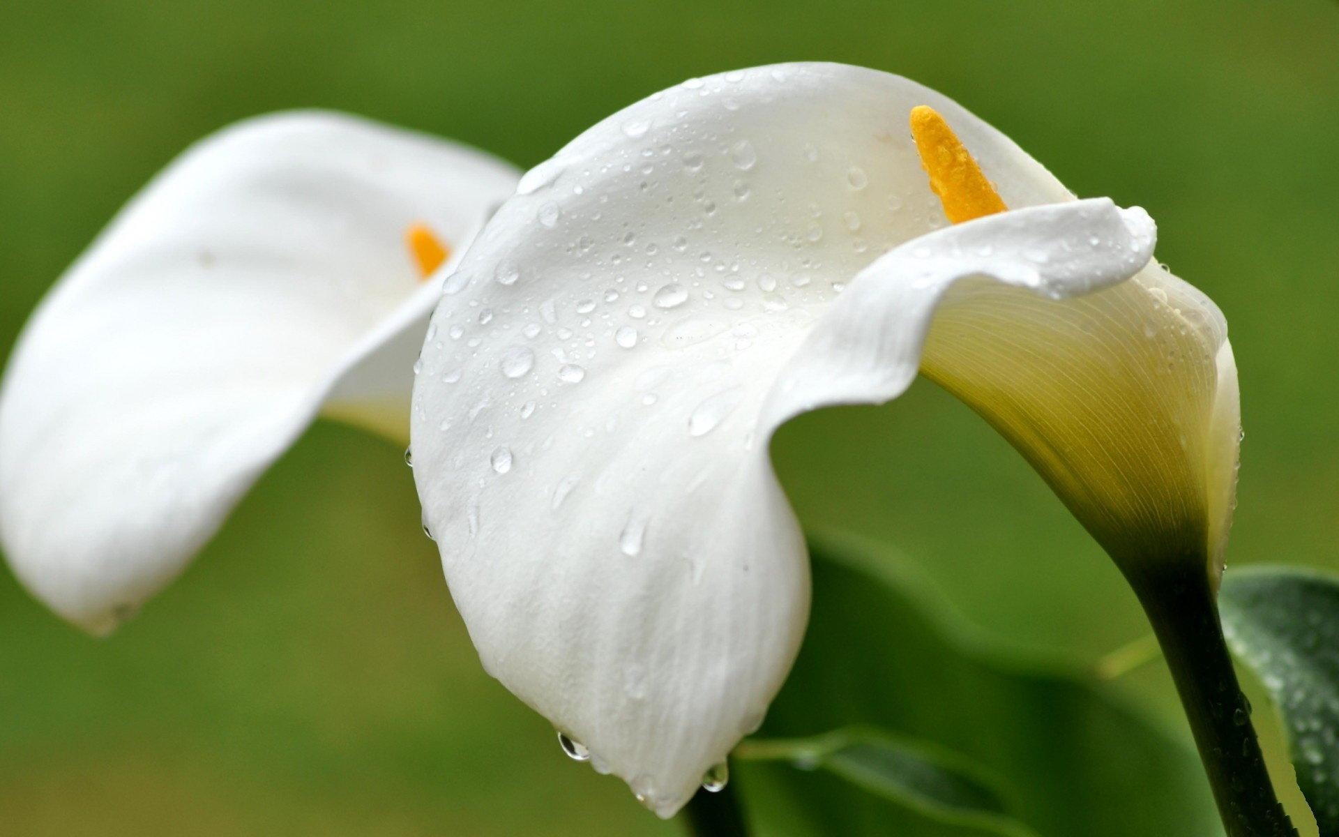 Calla-Lilie, HD, Desktop, Hintergrund, Blume, 1920x1200 HD Desktop