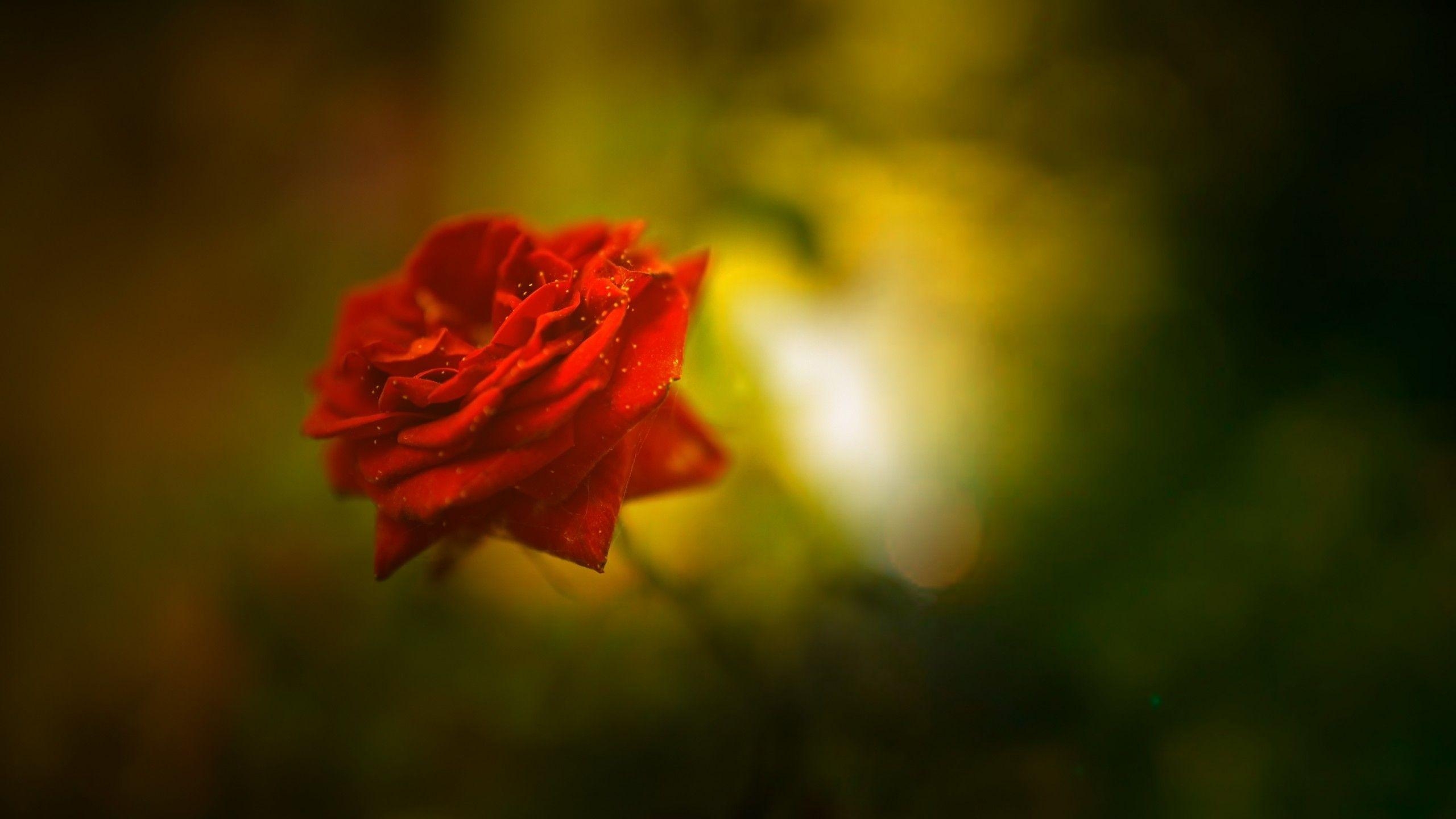 Rote Rose, wunderschön, 4K Blumen, Natur, 2560x1440 HD Desktop