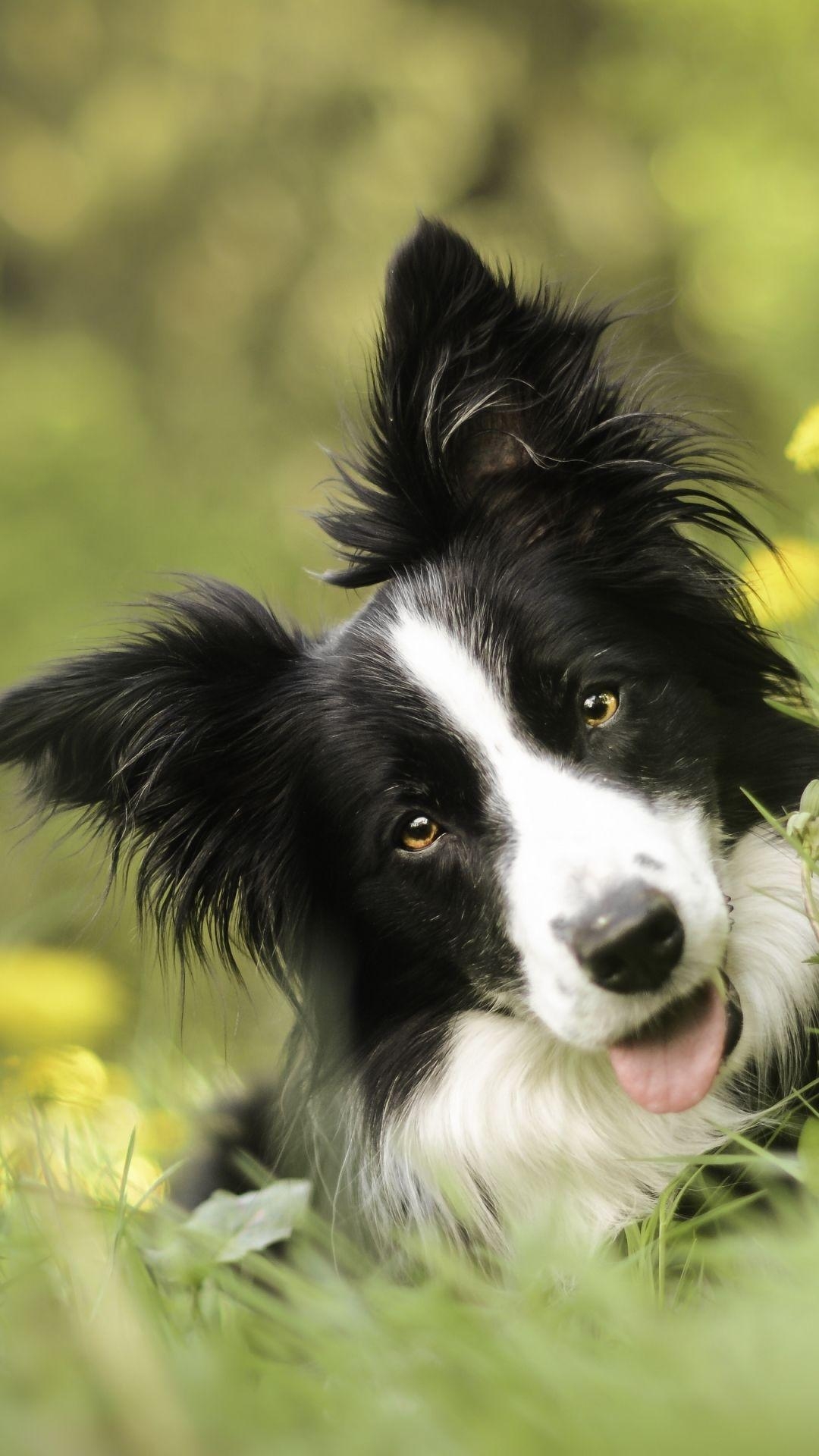 Border Collie, Computer, Desktop, Tierbild, Hund, 1080x1920 Full HD Handy