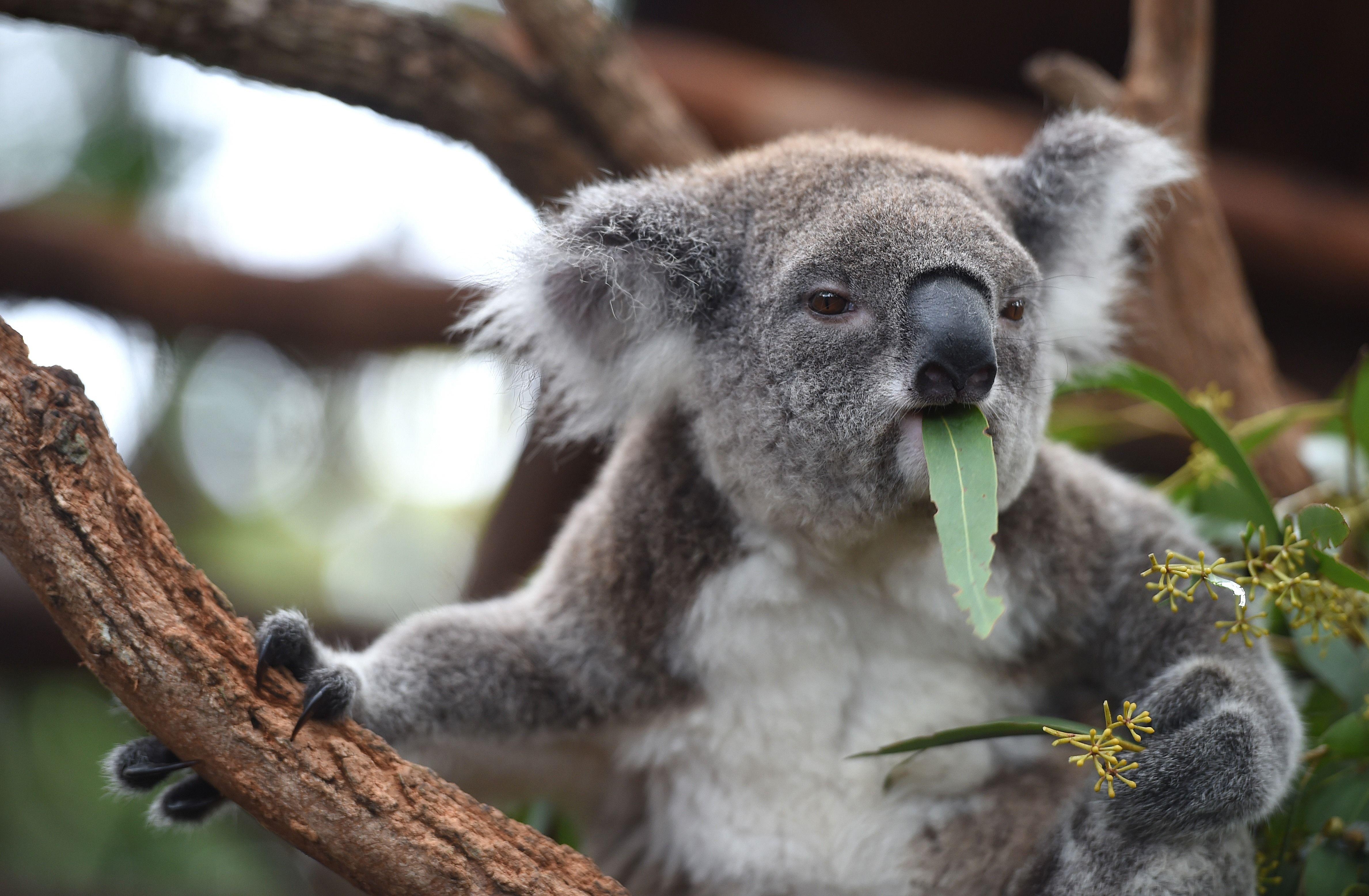 Koala, HD, Tier, Australien, Hintergrund, 4760x3120 4K Desktop