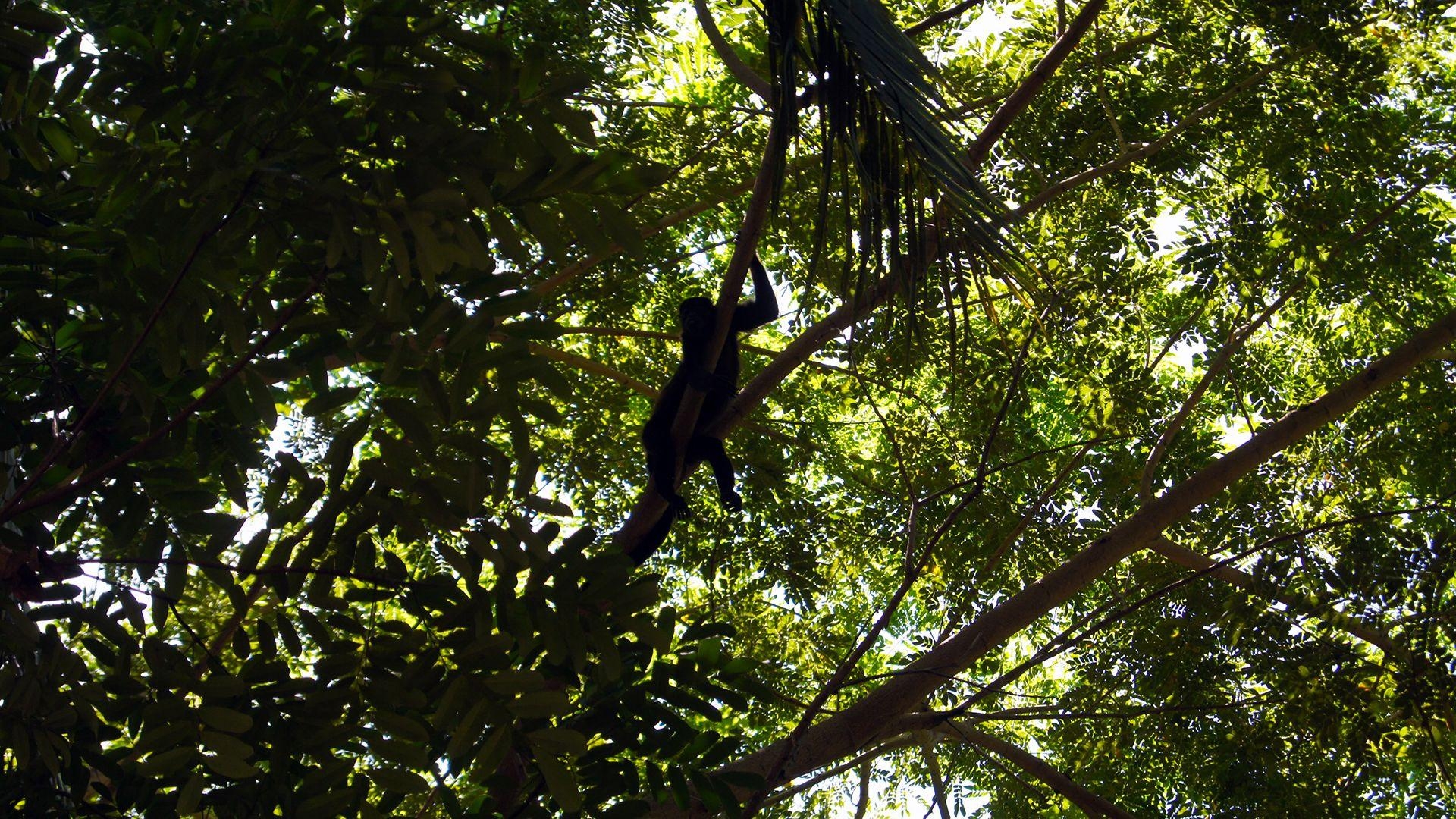 Brüllaffe, Costa Rica, Hintergrund, Tierwelt, Foto, 1920x1080 Full HD Desktop