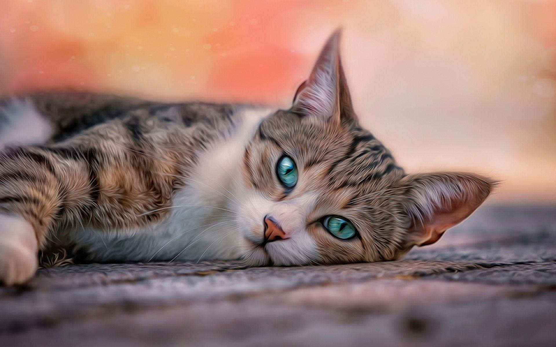 Blaue Augen, Katze, HD, Desktop, Hintergrund, 1920x1200 HD Desktop