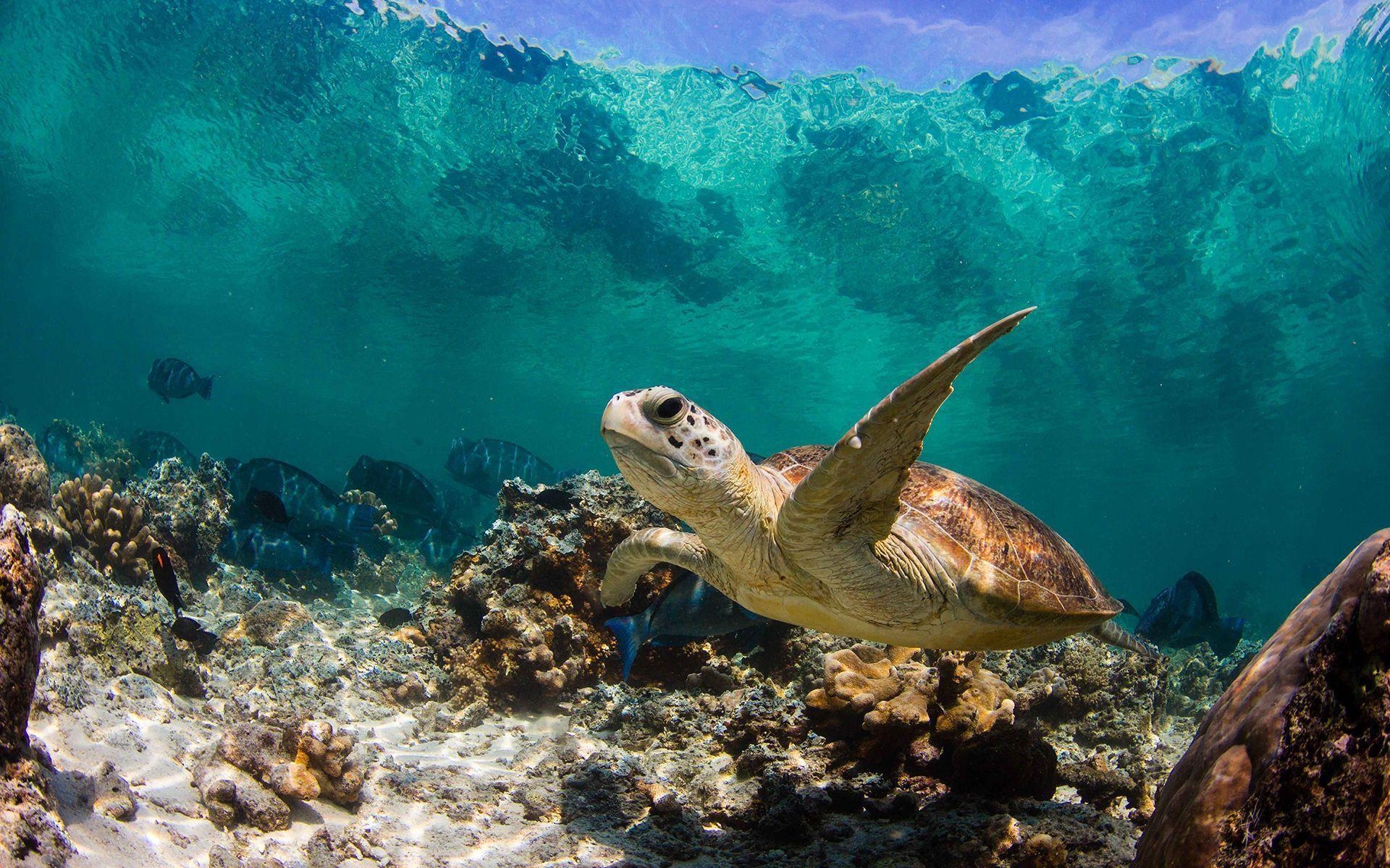 Schildkröte, Naturbild, Hintergrund, Tiere, Meer, 1920x1200 HD Desktop