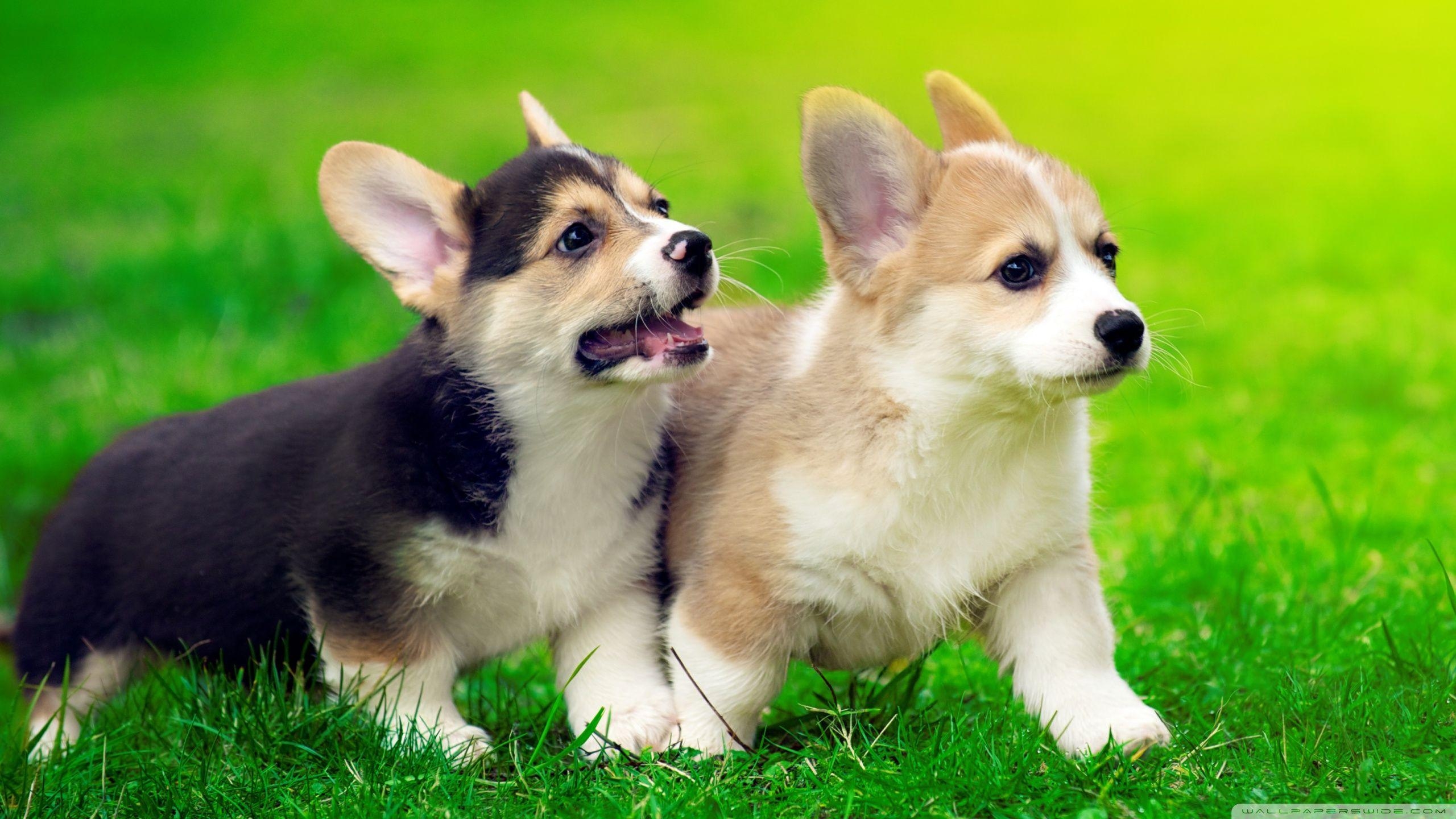 Corgi, Desktop, Galerie, Niedlich, Tier, 2560x1440 HD Desktop