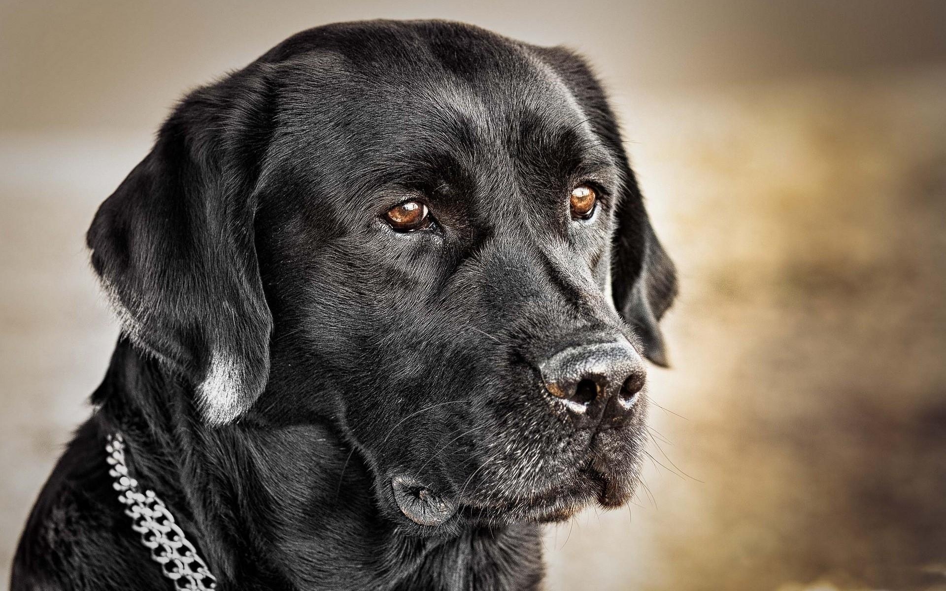 Schwarzer Labrador, Retriever, PC, Hintergrund, Tiere, 1920x1200 HD Desktop