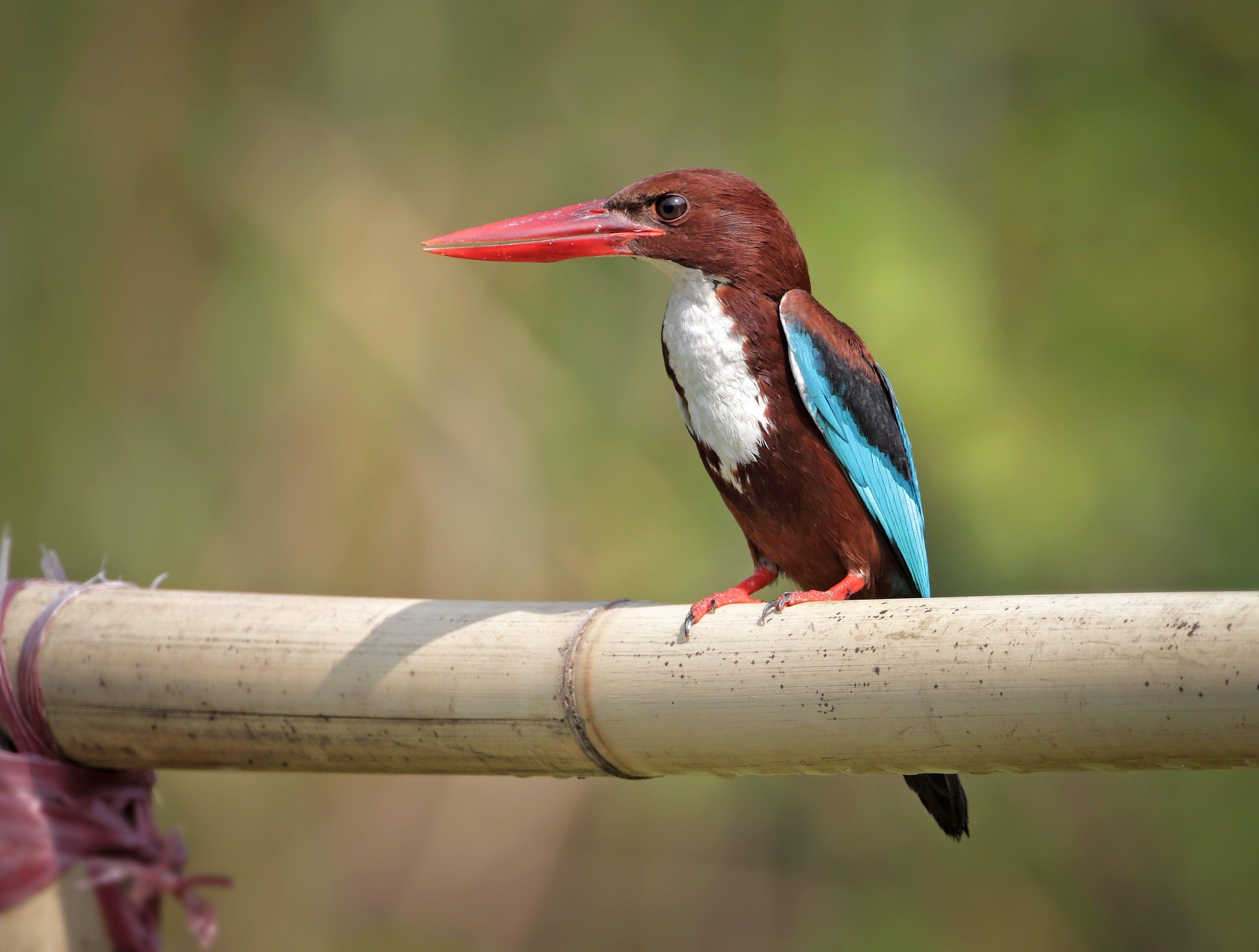 Blau, Eisvogel, Vogelwelt, Natur, Portrait, 2930x2220 HD Desktop