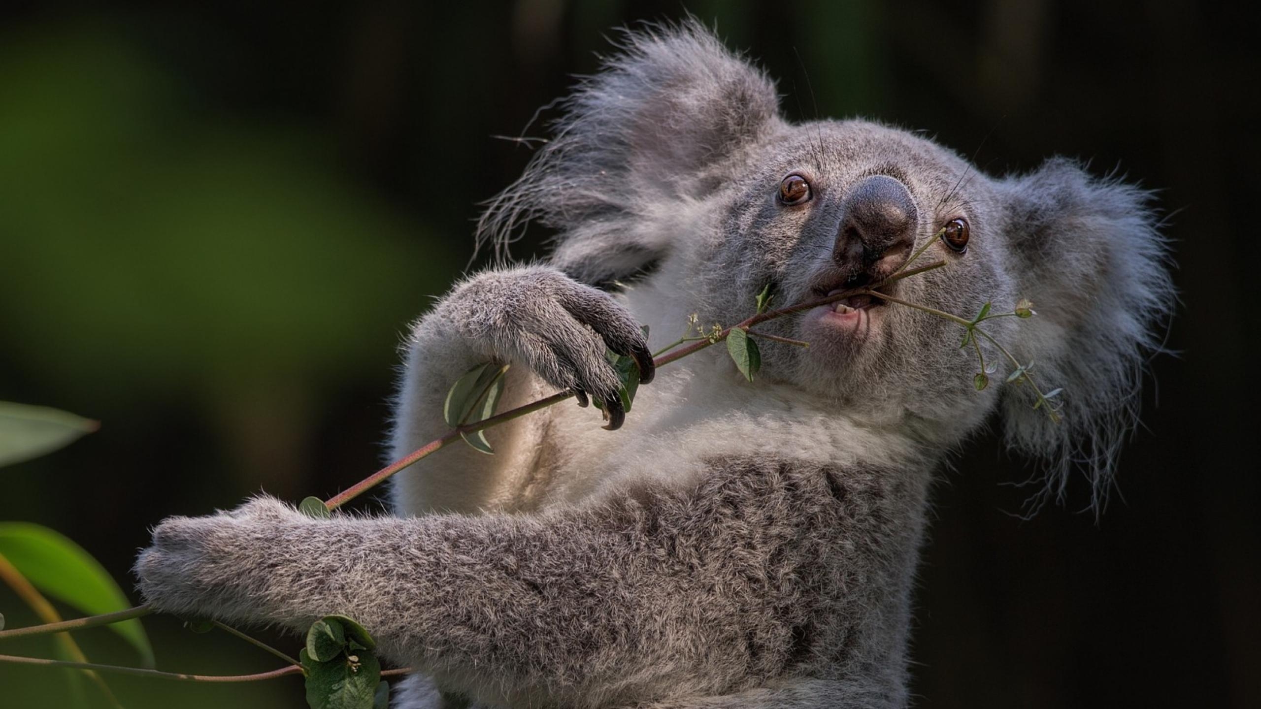 Koala, PC, E-Journal, Australien, Tiere, 2560x1440 HD Desktop