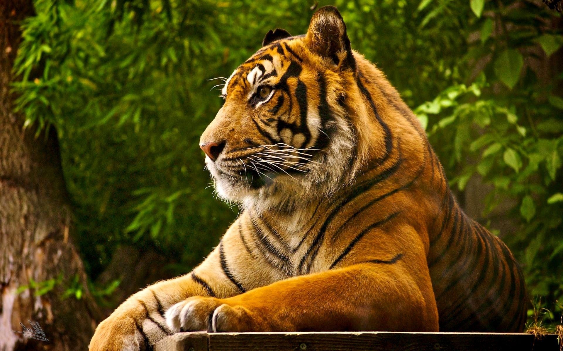 Bengalischer Tiger, Tier, Bild, Majestätisch, Wild, 1920x1200 HD Desktop