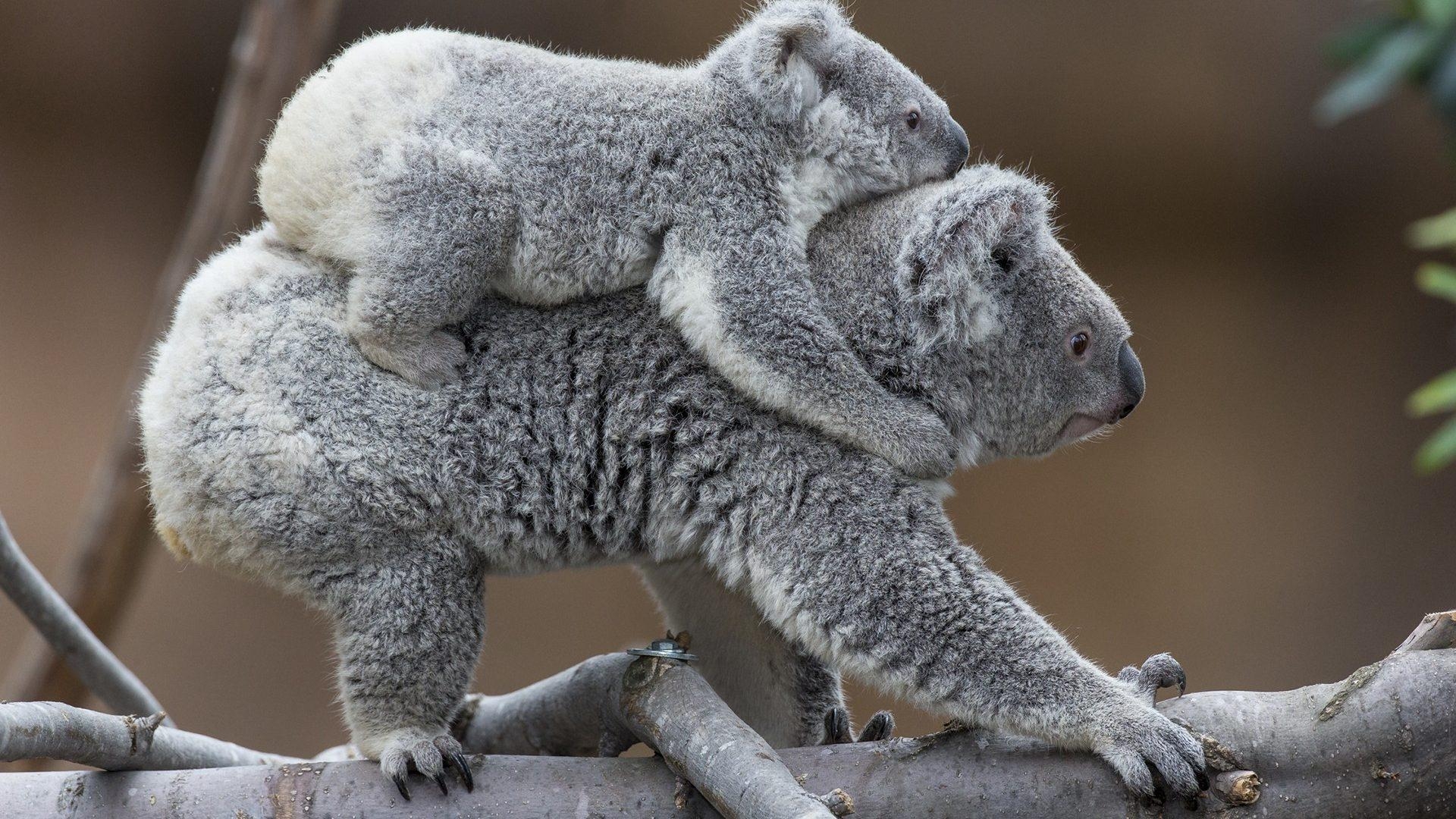 Koala, Wald, Australien, Bild, Tier, 1920x1080 Full HD Desktop