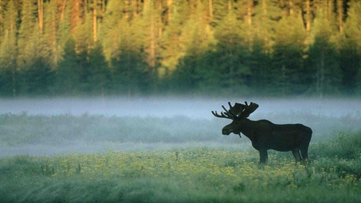 Nebel, Wyoming, Yellowstone Nationalpark, USA, Landschaft, 1250x700 HD Desktop