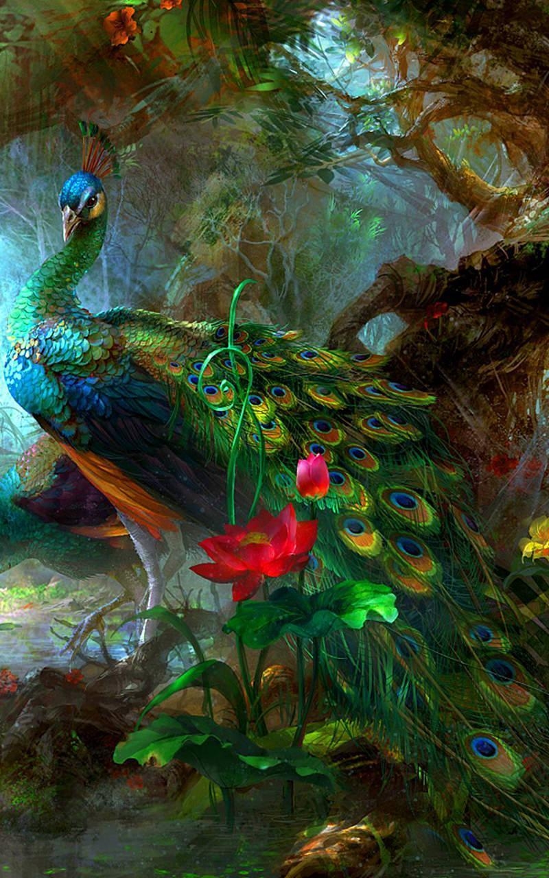 Pfau, lebendiges Bild, Android Hintergrund, Tiermotiv, HD, 800x1280 HD Handy