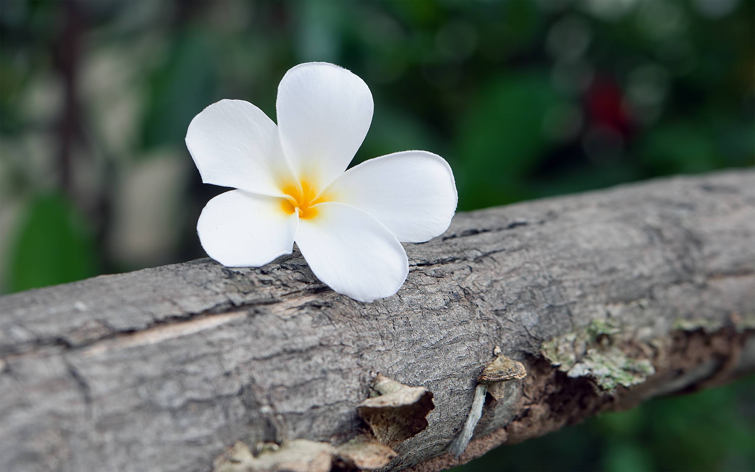 Frangipani, Kostenlos, Natur, Desktop, Download, 2560x1600 HD Desktop