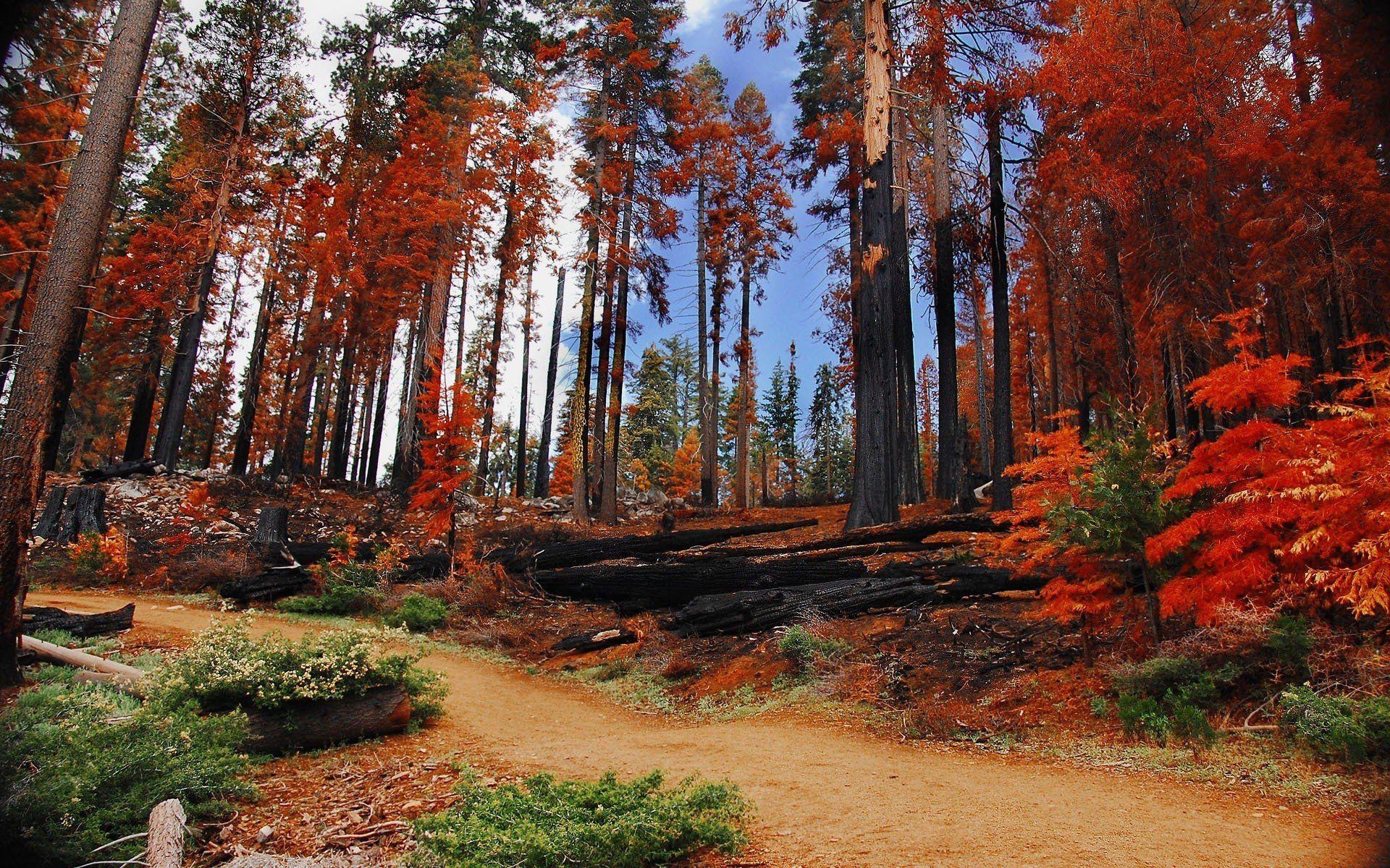 Landschaften, Bäume, Herbst, Wälder, Yosemite, 1920x1200 HD Desktop