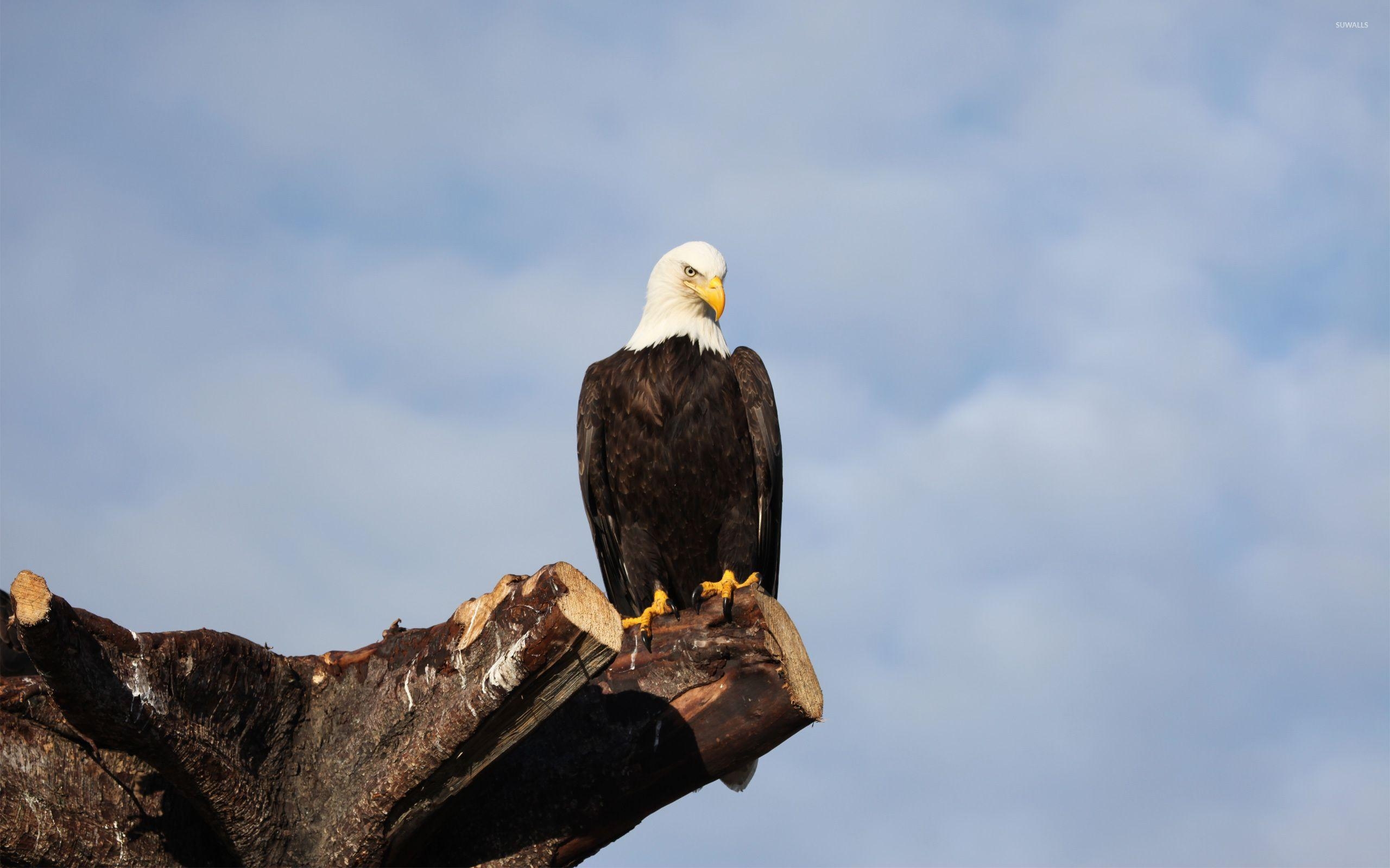 Weißkopfseeadler, Hintergrund, Bild, Tier, Natur, 2560x1600 HD Desktop