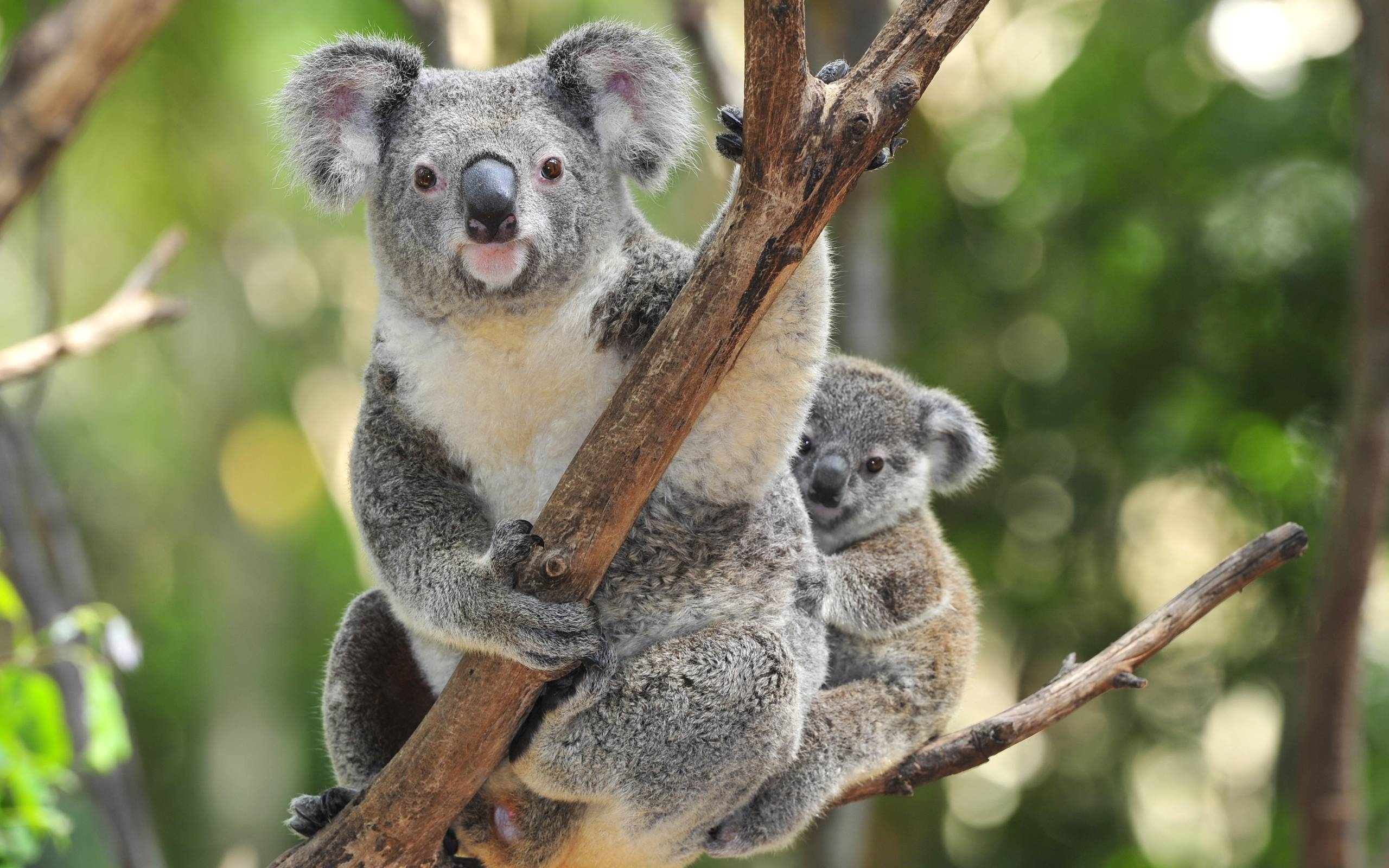 Koala, Australien, Tiere, Hintergrund, Eukalyptus, 2560x1600 HD Desktop