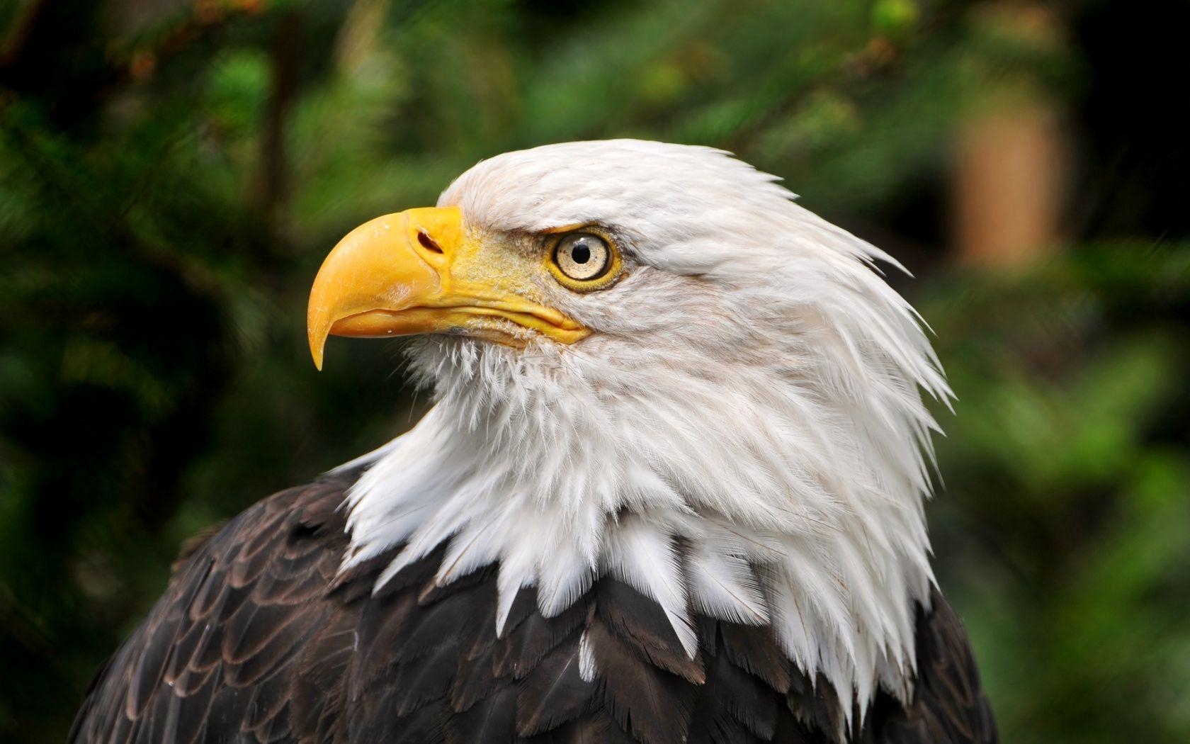 Weißkopfseeadler, Symbol, Amerika, Freiheit, Flügel, 1680x1050 HD Desktop