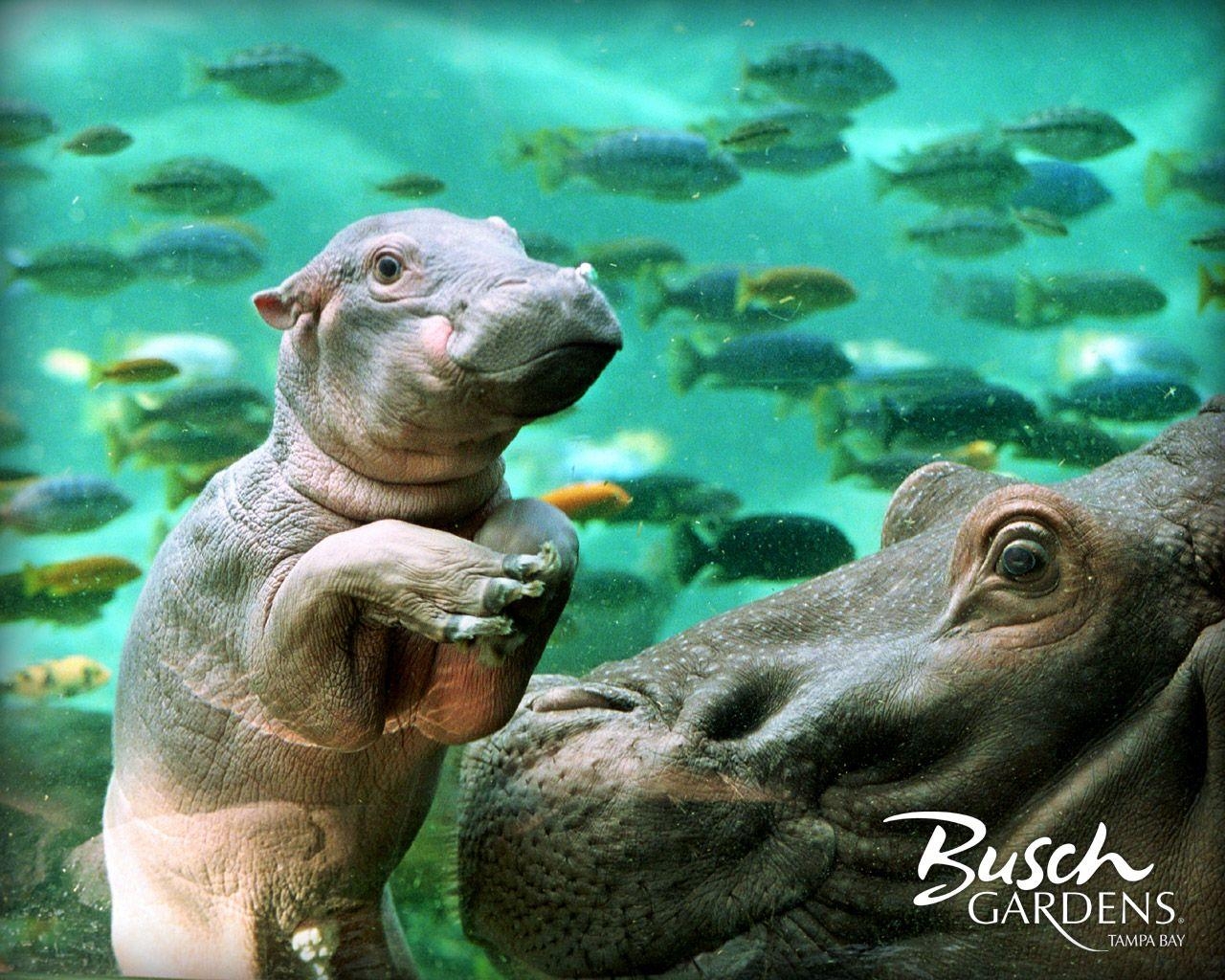 Baby Hippo, Niedlich, Zoo, Wasser, Safari, 1280x1030 HD Desktop