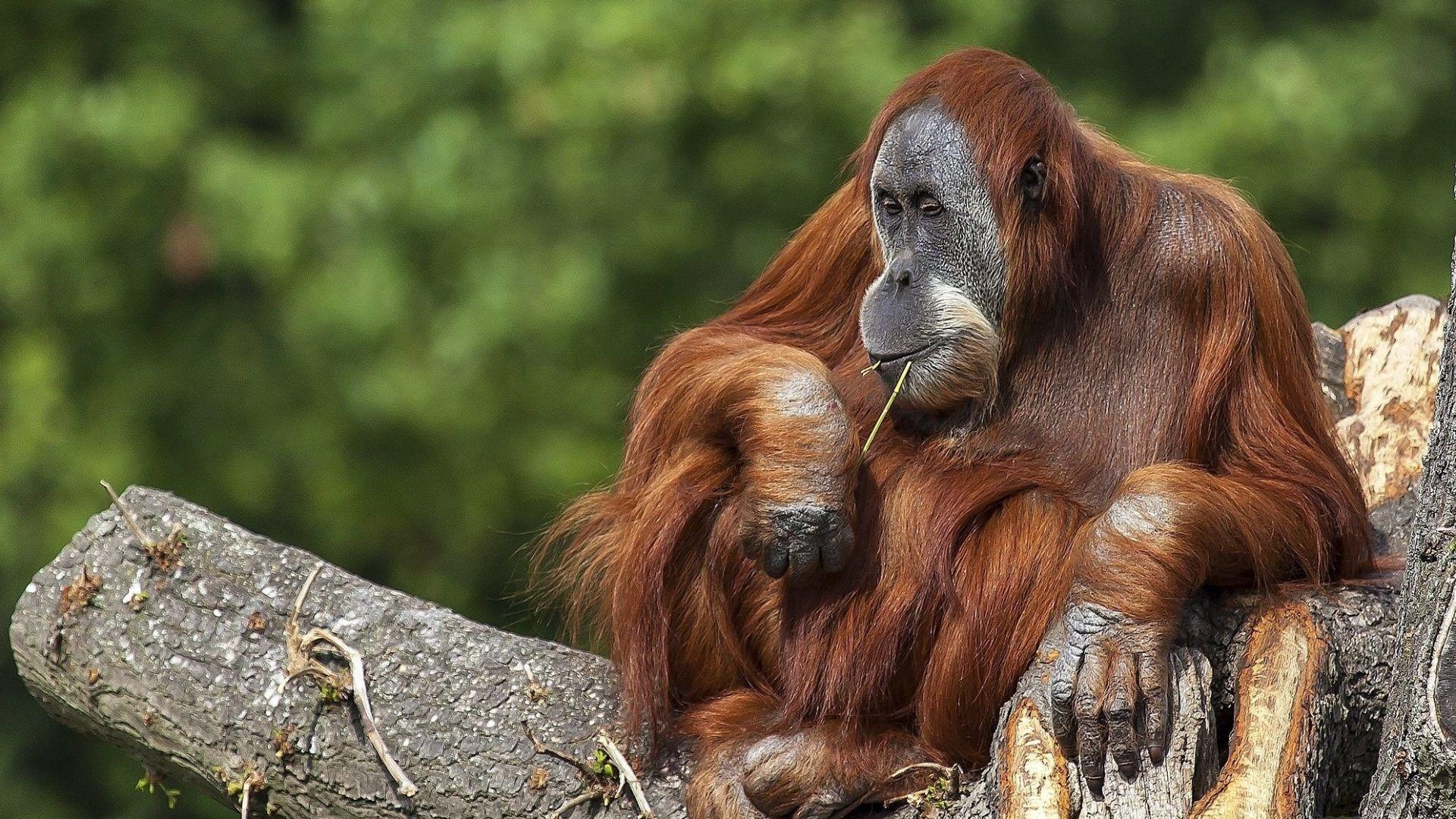 Orang-Utan, Bild, Primat, Tier, Natur, 1920x1080 Full HD Desktop