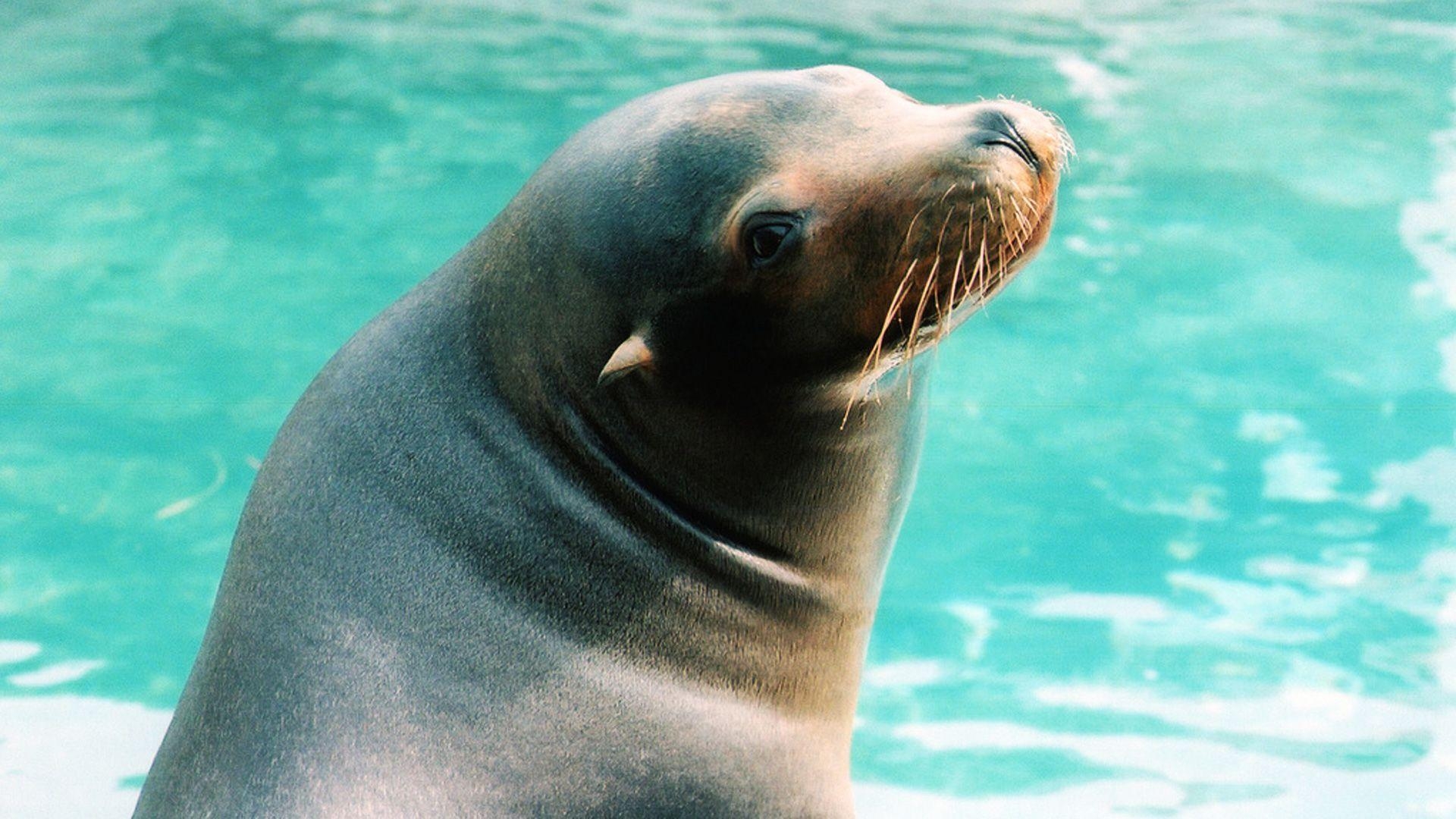 Seelöwe, Tierwelt, HD-Bild, Meer, Desktop-Hintergrund, 1920x1080 Full HD Desktop