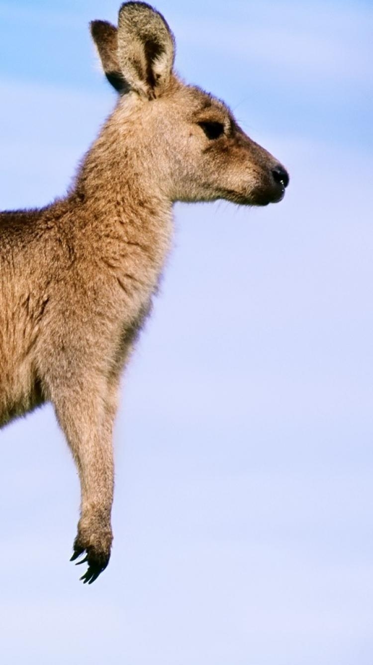 Känguru, Baby, Tier, Australien, Bild, 750x1340 HD Handy