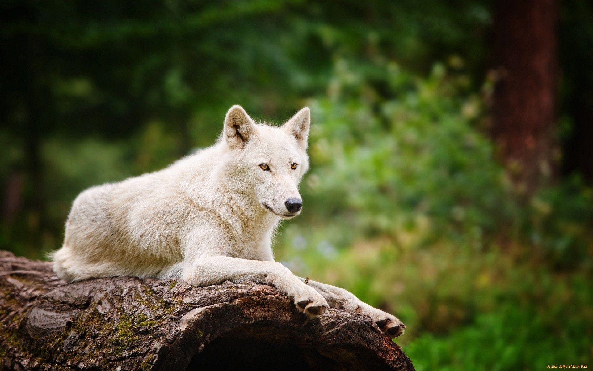 Arktischer Wolf, HD, Hintergrund, Bild, Tier, 1920x1200 HD Desktop