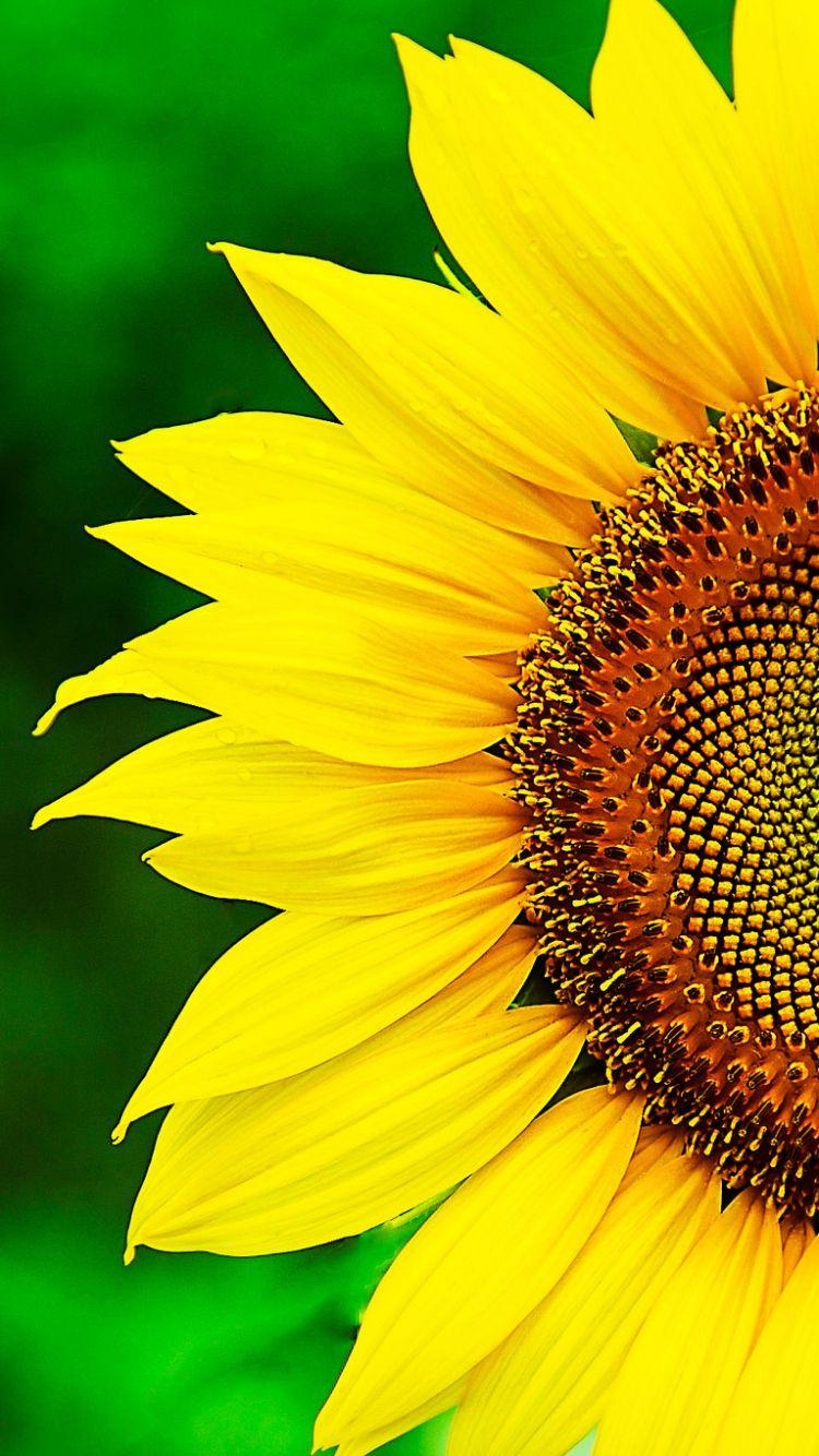 Sonnenblumen, Natur, Sommer, Blüte, Feld, 750x1340 HD Handy