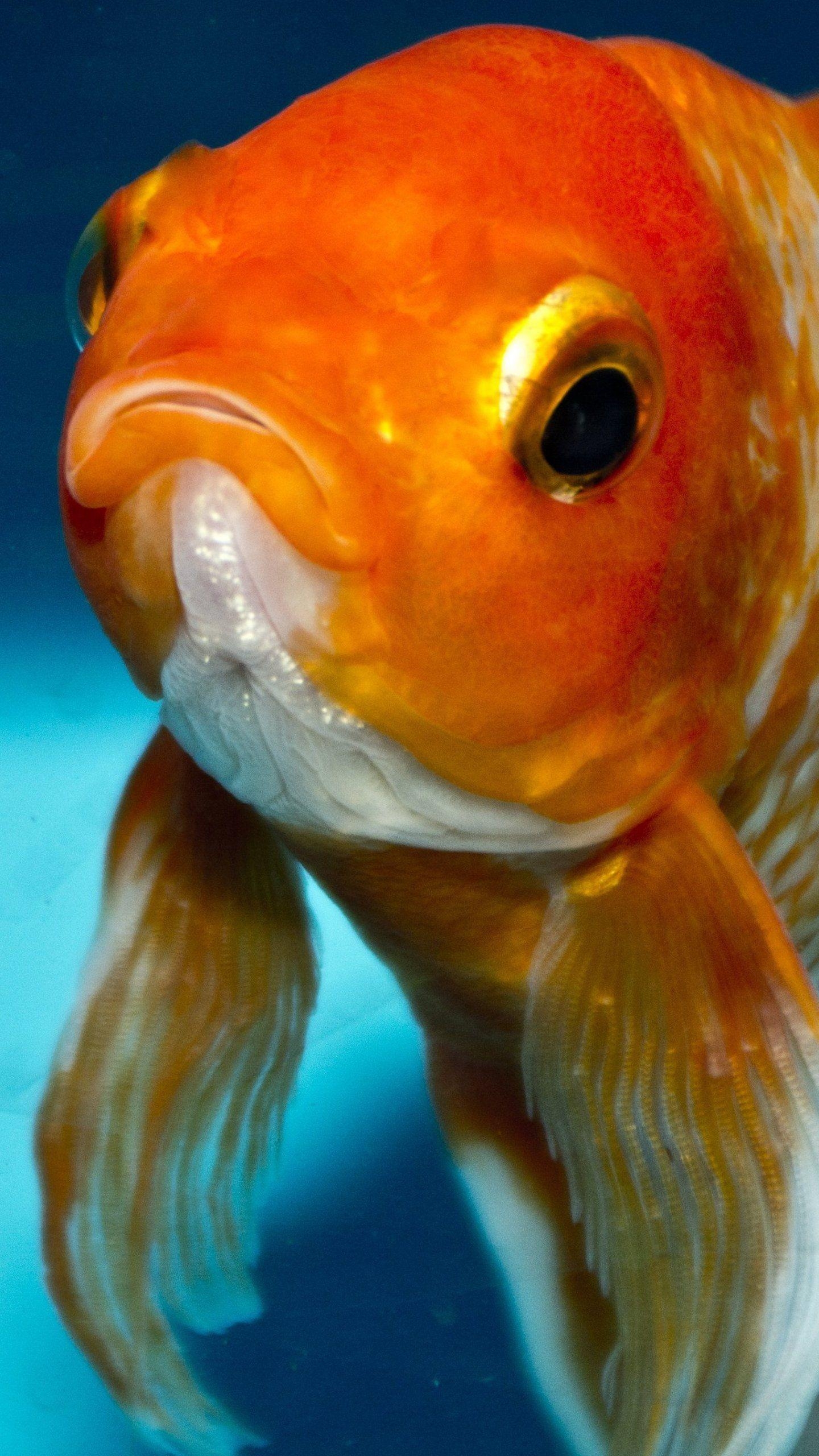 Goldfisch, Android, Desktop, Hintergrund, Fische, 1440x2560 HD Handy