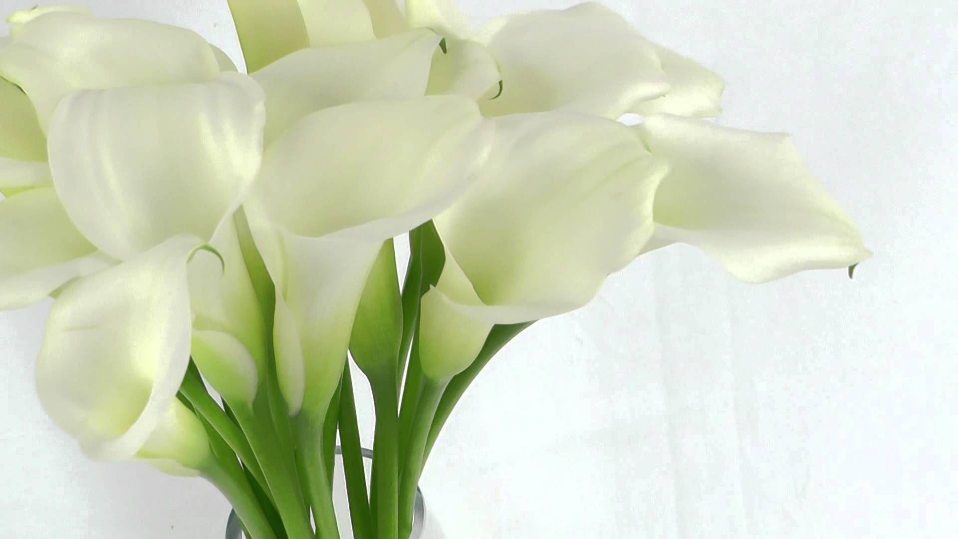 Russell, 2017, Calla-Lilie, Blume, Natur, 1920x1080 Full HD Desktop