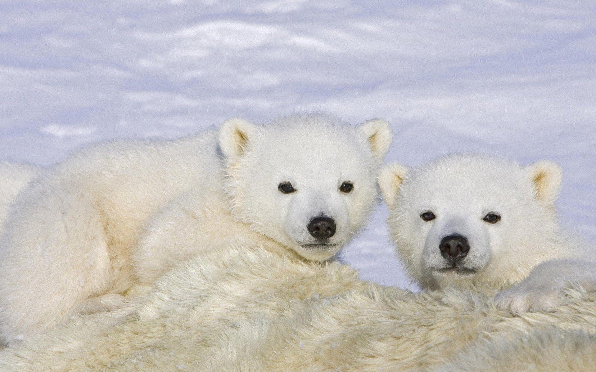 Baby Eisbär Hintergrundbild Tierbild Klein, 1920x1200 HD Desktop