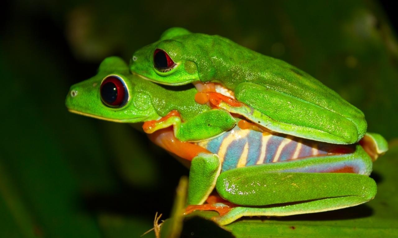 Rotaugenfrosch, Tiere, HD, Baumfrosch, Hintergrund, 1280x770 HD Desktop