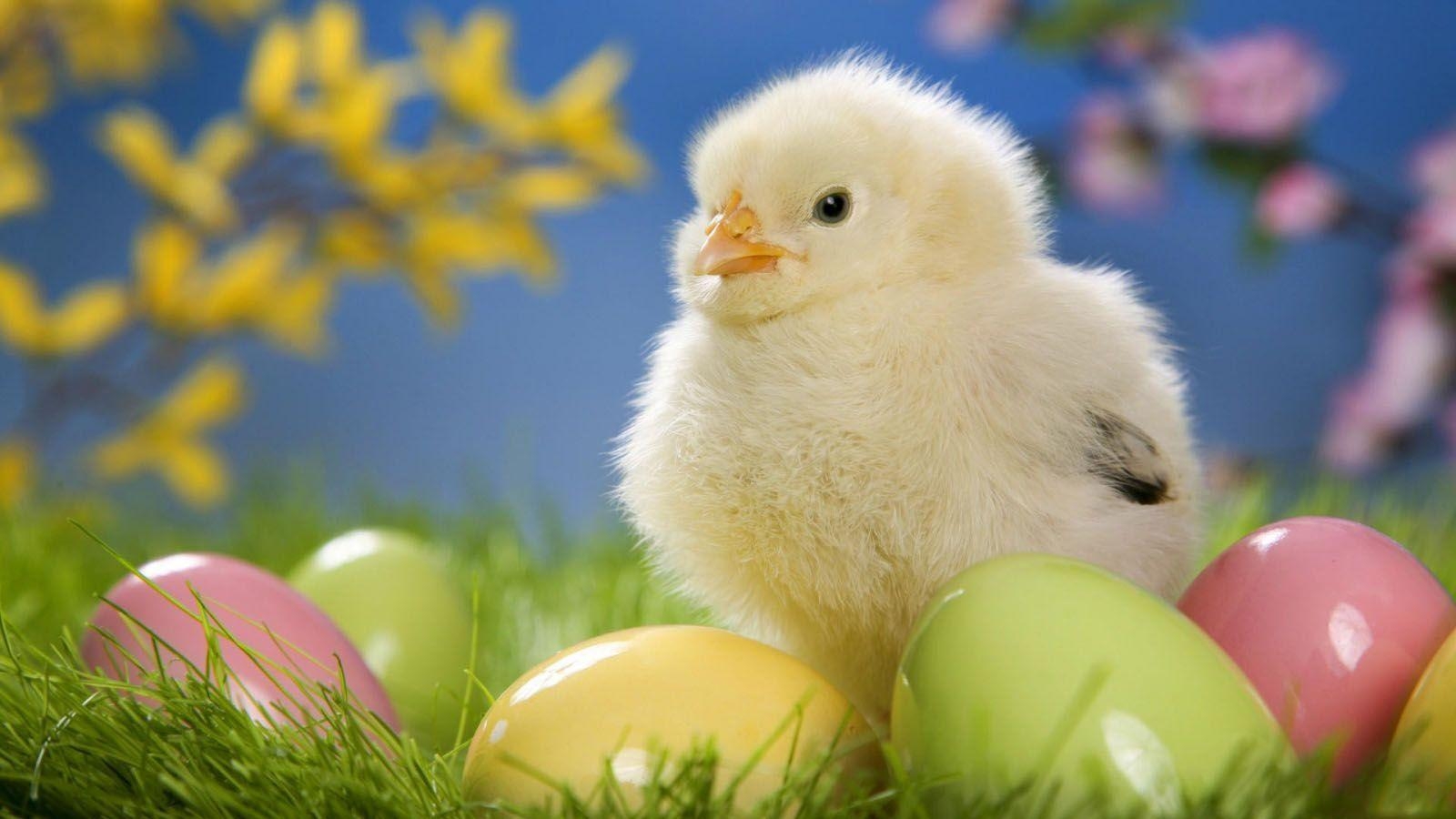 Ostern, Huhn, Süß, Hintergrund, Frühling, 1600x900 HD Desktop