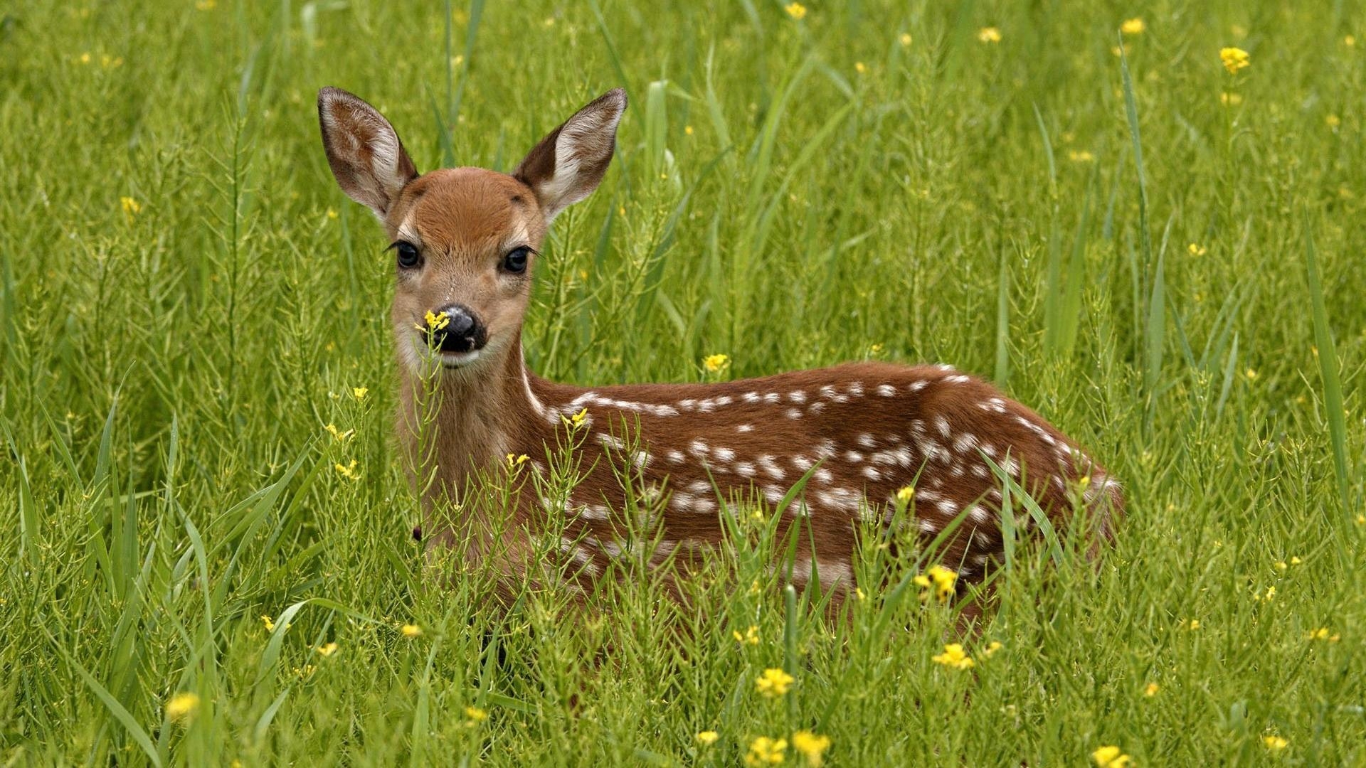 Hirsch, Wildtiere, Geweih, Wald, Naturlandschaft, 1920x1080 Full HD Desktop