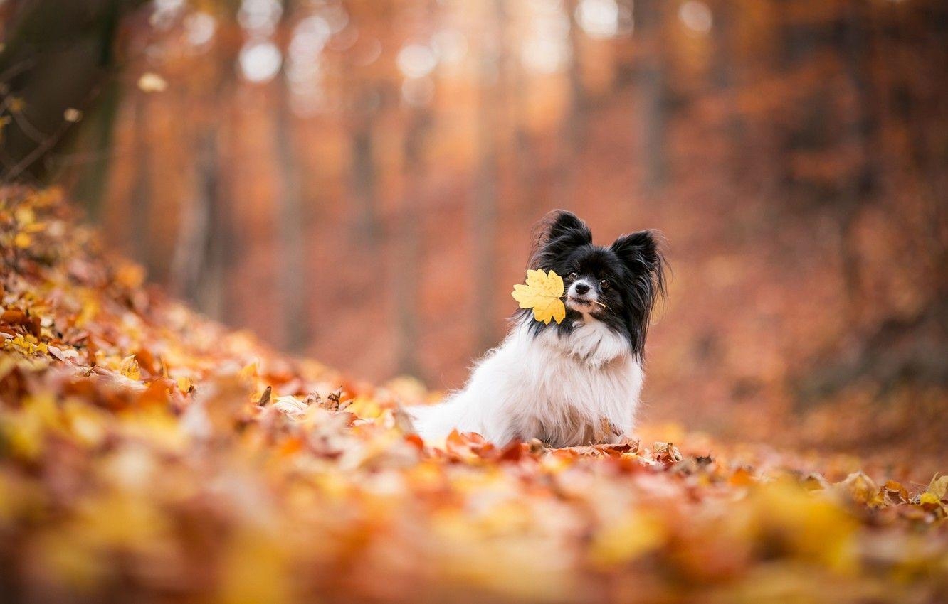 Papillon Hund, Herbst, Natur, Blätter, Bild, 1340x850 HD Desktop