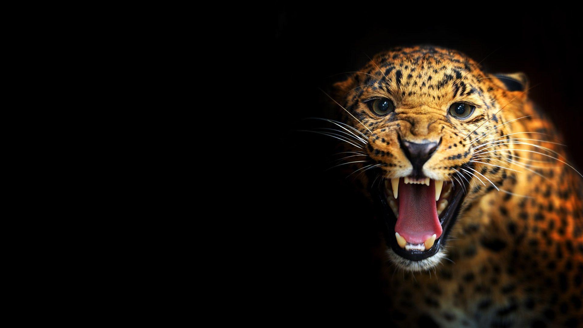 Schwarzer Leopard, Tiere, Wildkatze, Raubtier, Natur, 1920x1080 Full HD Desktop