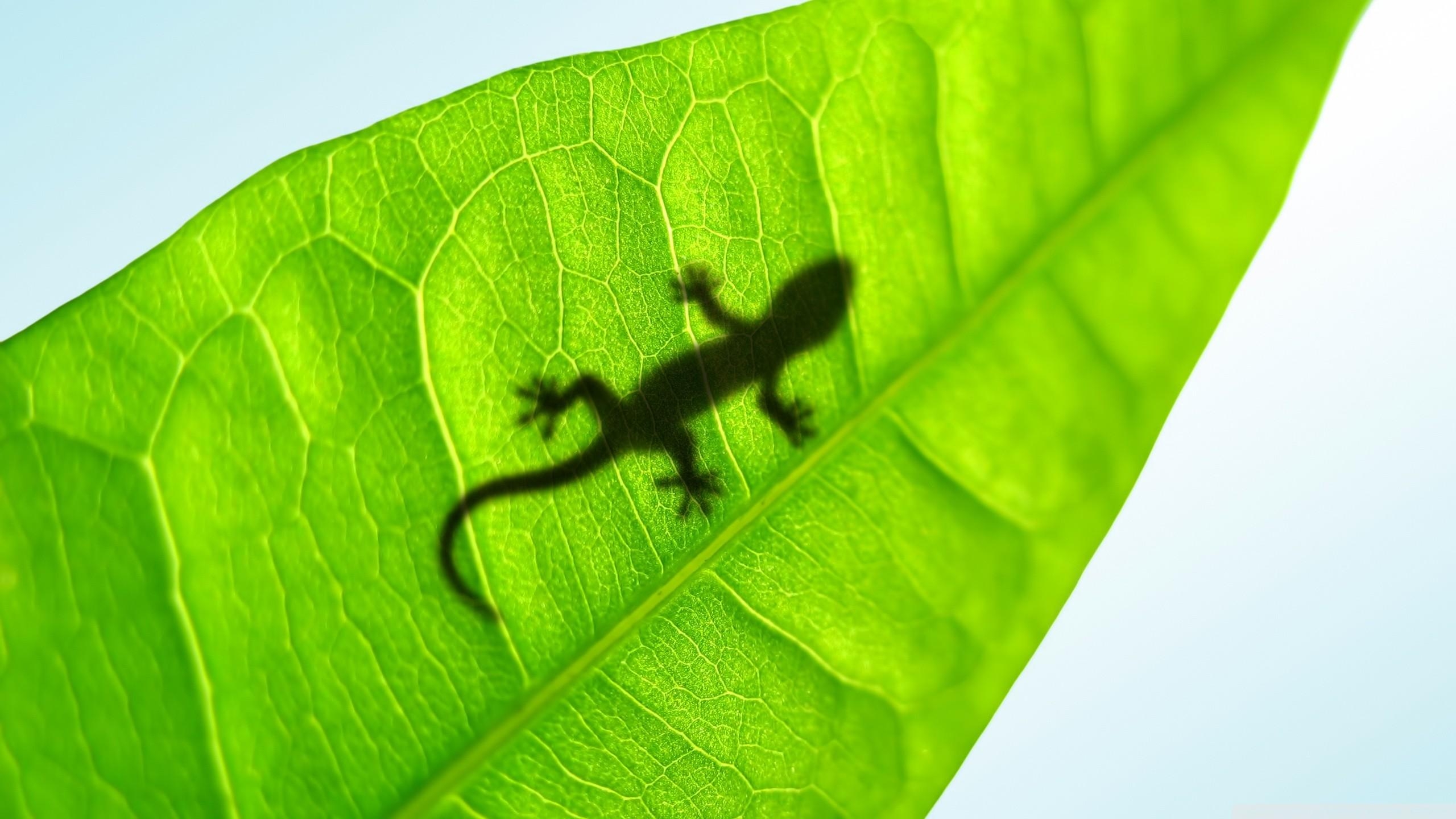 Gecko, Tier, Hintergrund, Reptil, Bild, 2560x1440 HD Desktop