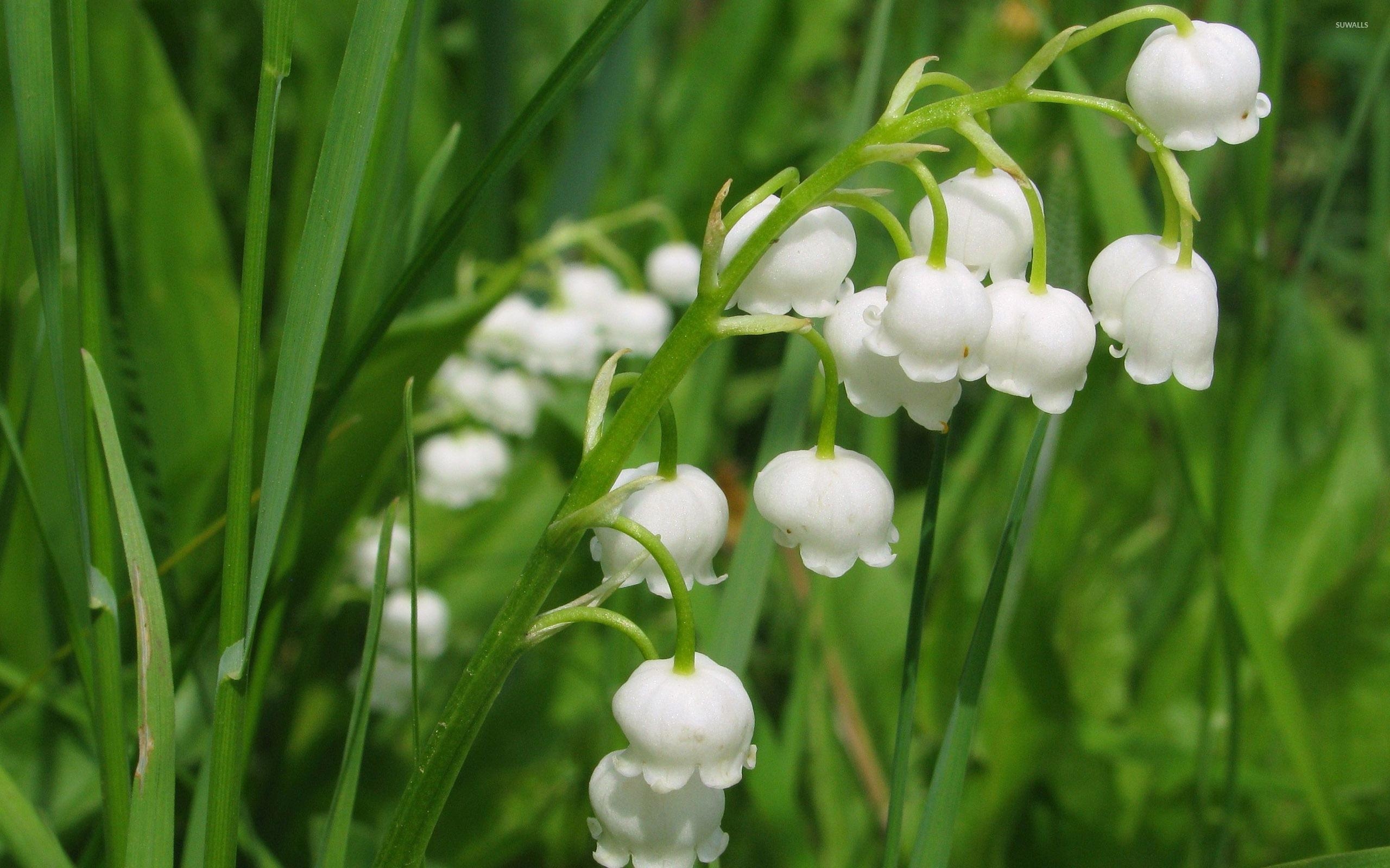 Maiglöckchen, Bilde, Naturbild, Blumen, Pflanzenwelt, 2560x1600 HD Desktop