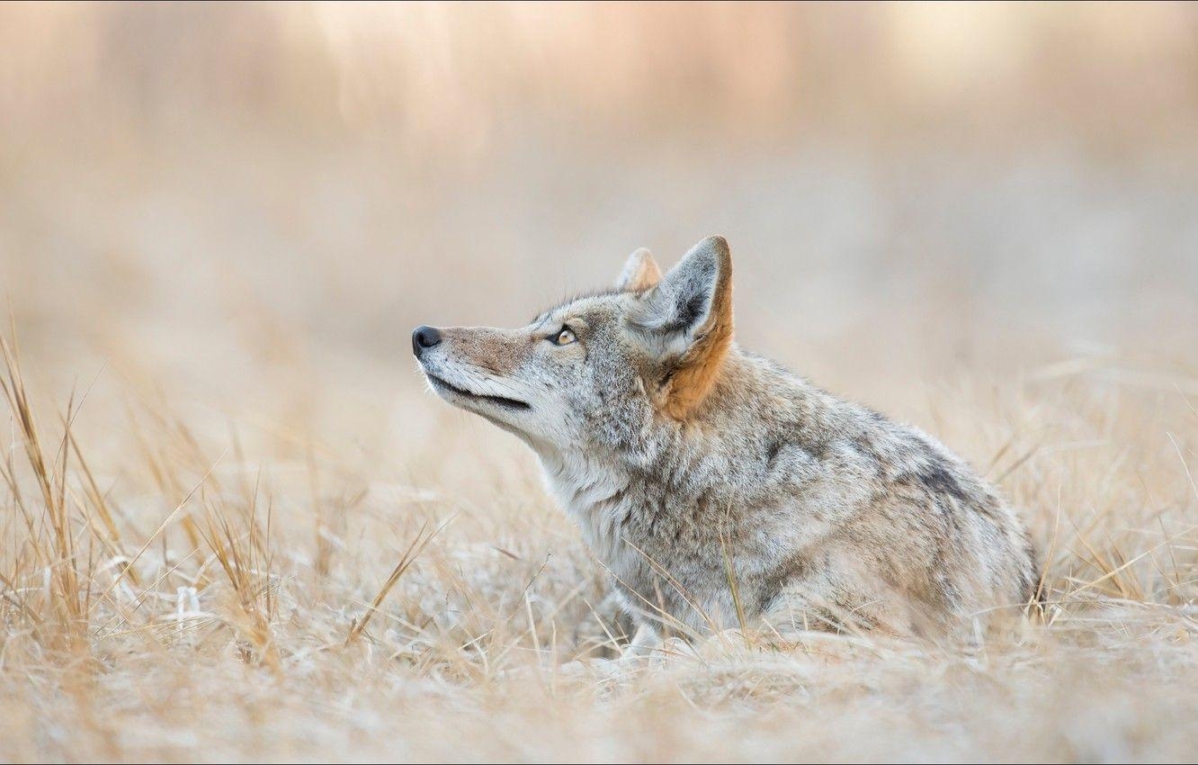 Kojote, Tiere, Wölfe, Raubtier, Natur, 1340x850 HD Desktop