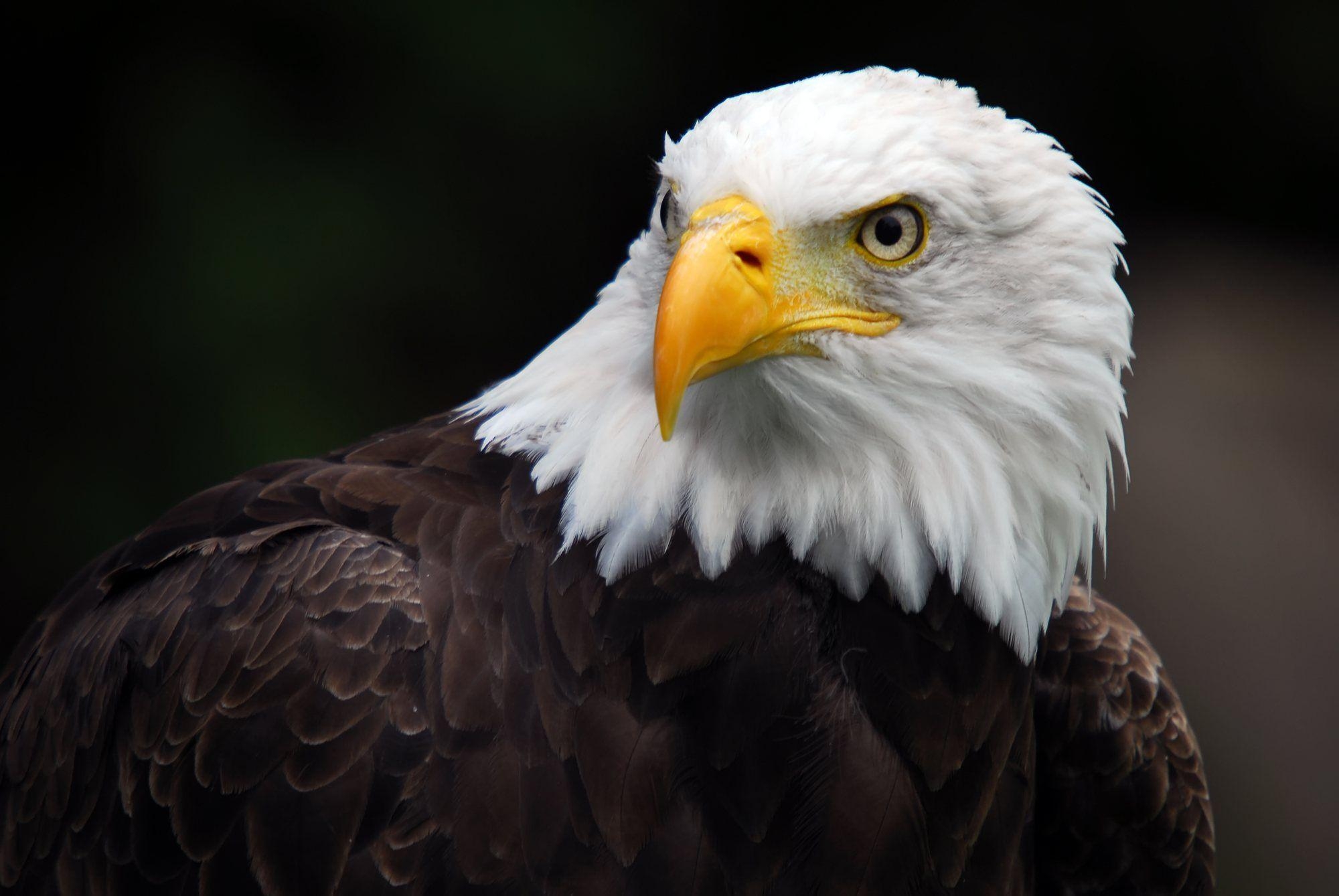 Weißkopfseeadler, Beste, Hintergrund, Bild, Tier, 2000x1340 HD Desktop