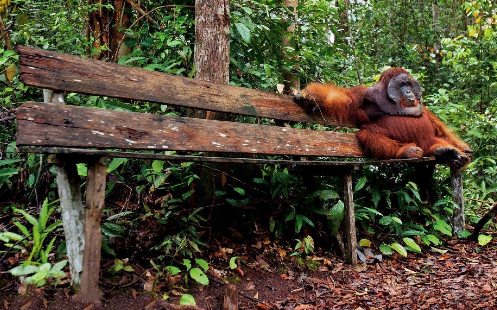 Orang-Utan, hochauflösend, Tierbild, Hintergrund, Primat, 1680x1050 HD Desktop