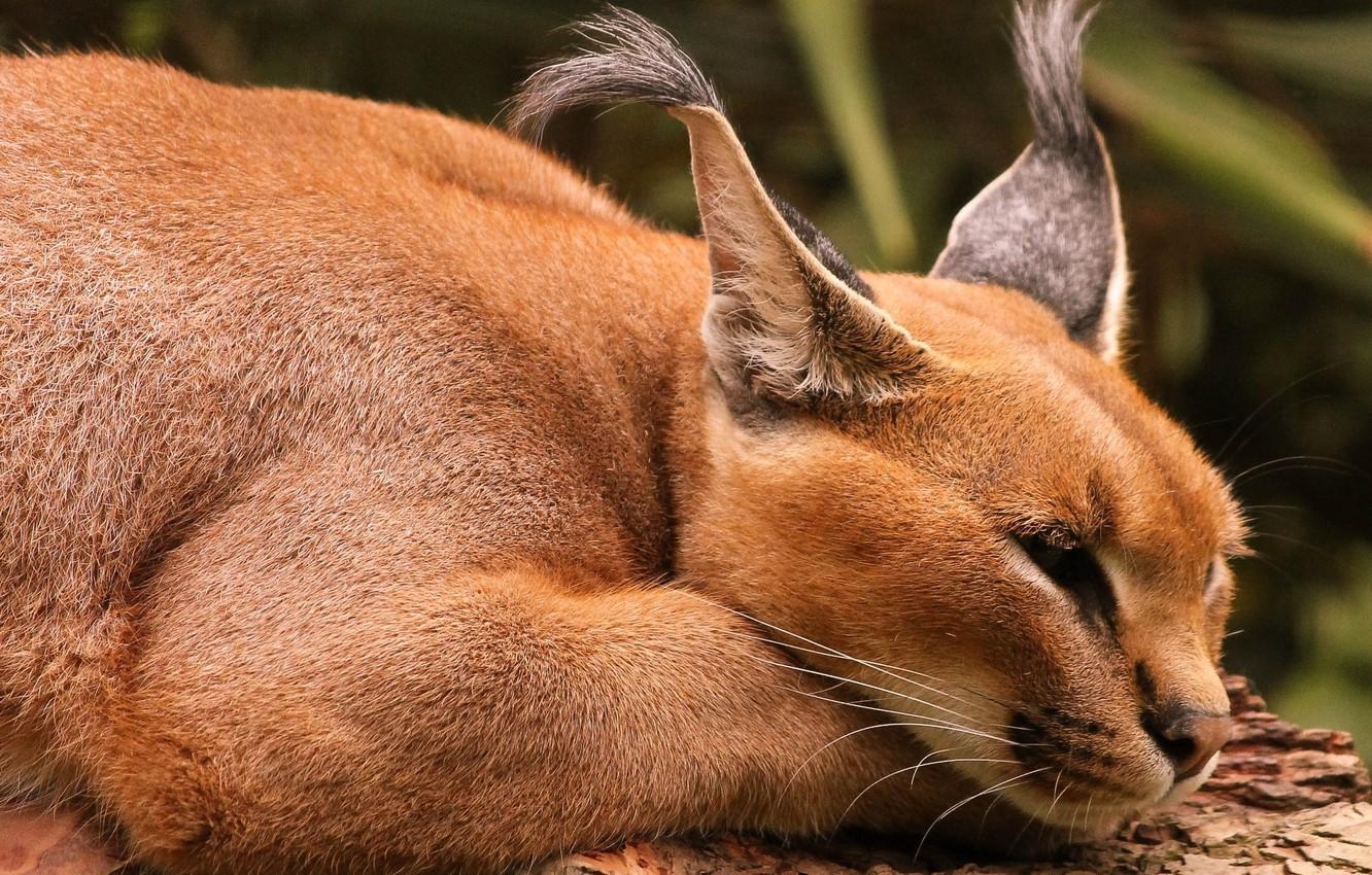 Karakal, Luchs Ohren, Wildkatze, Koski, Raubtier, 1340x850 HD Desktop