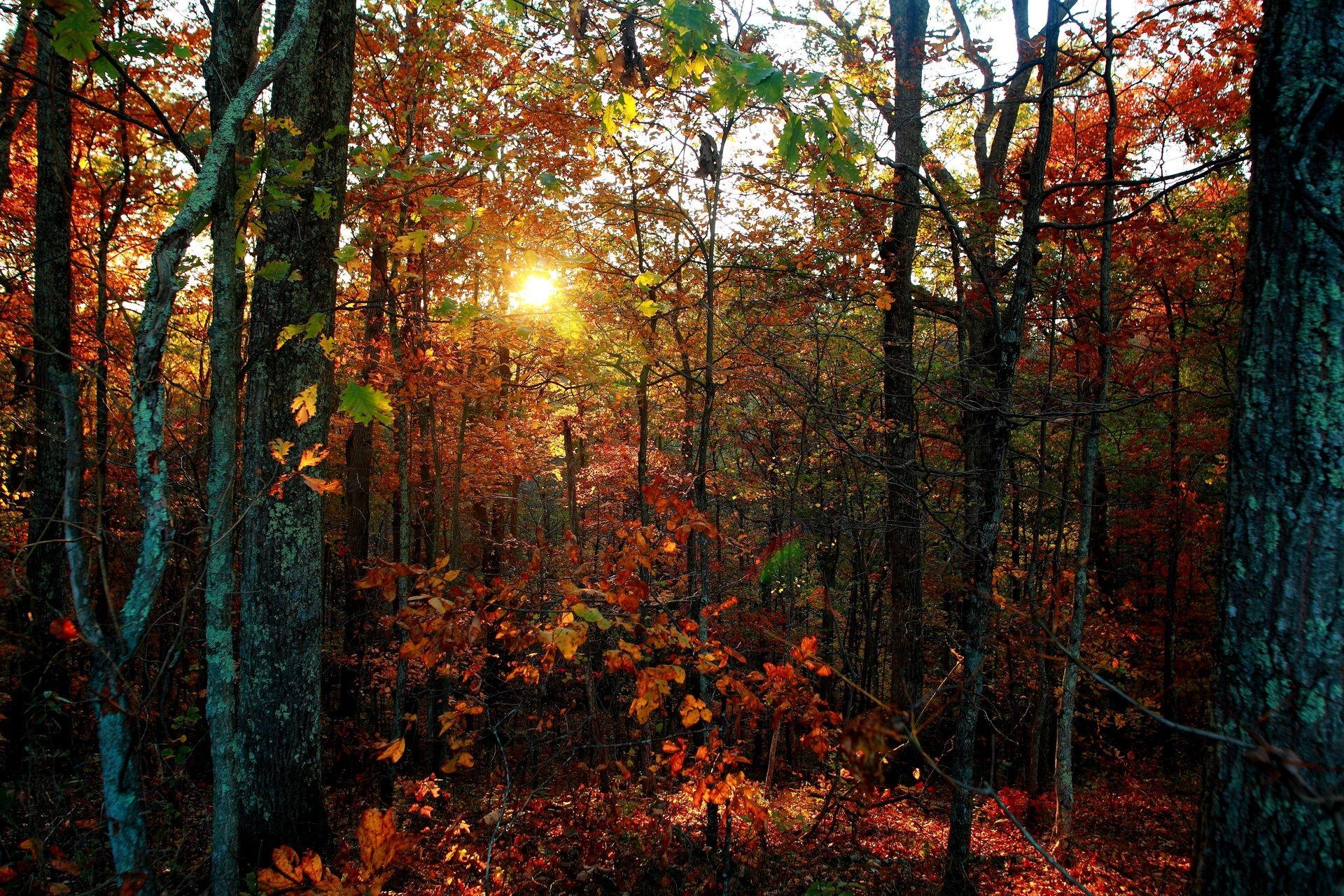 West Virginia, Natur, Reise, Fotografie, Wald, 1920x1280 HD Desktop