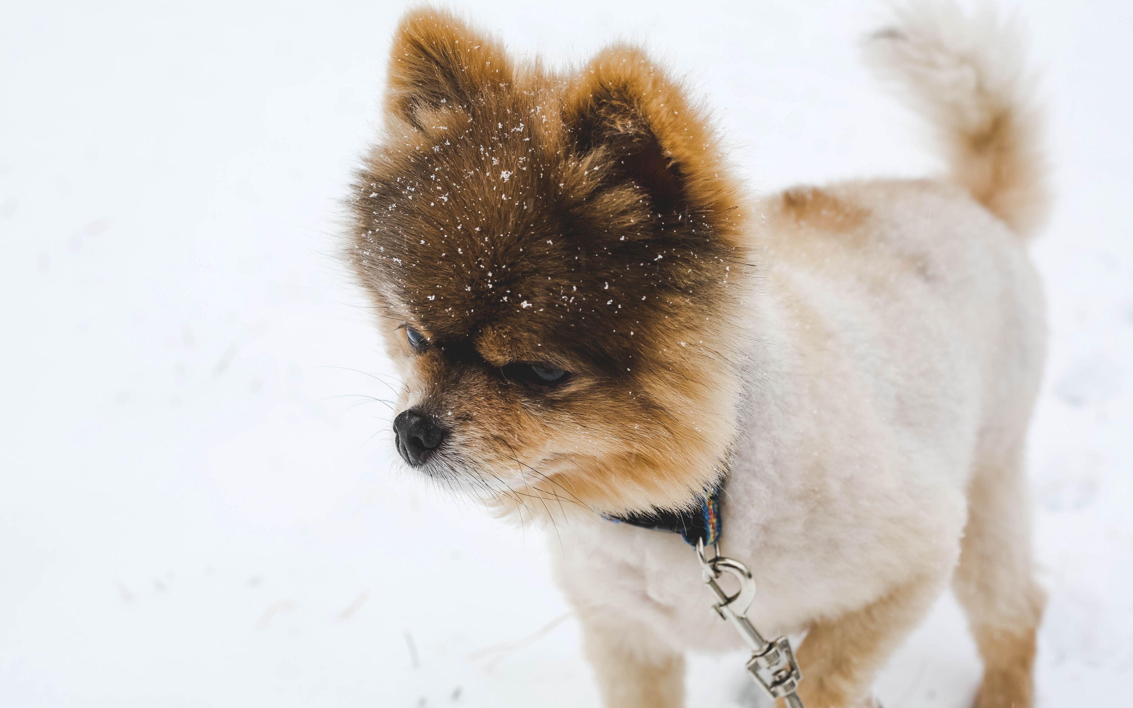 Pomeranian Hund, Download, Pom Pom, Spitz, Bild, 3840x2400 4K Desktop