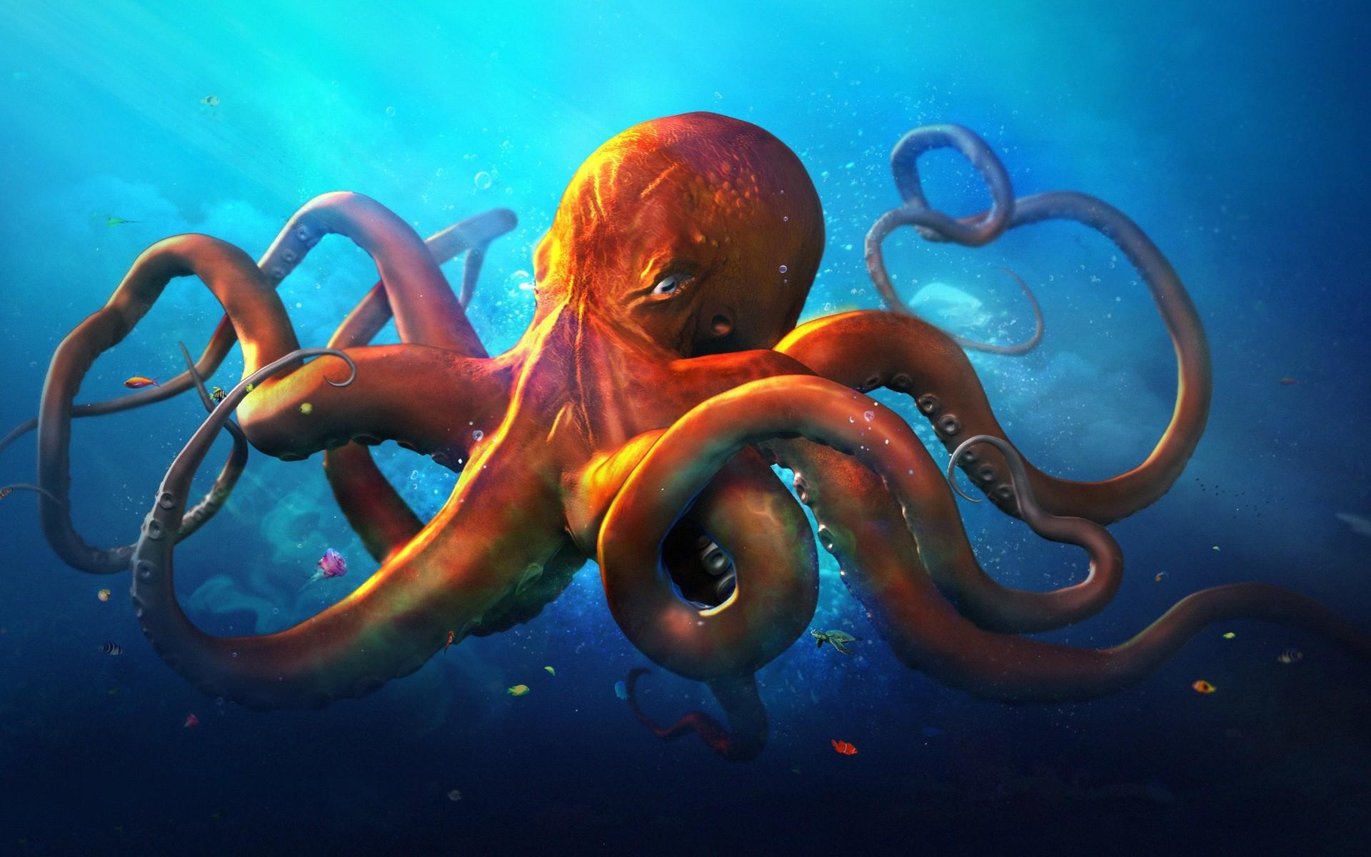 Oktopus, Tier, Bild, Unterwasser, Download, 1920x1200 HD Desktop