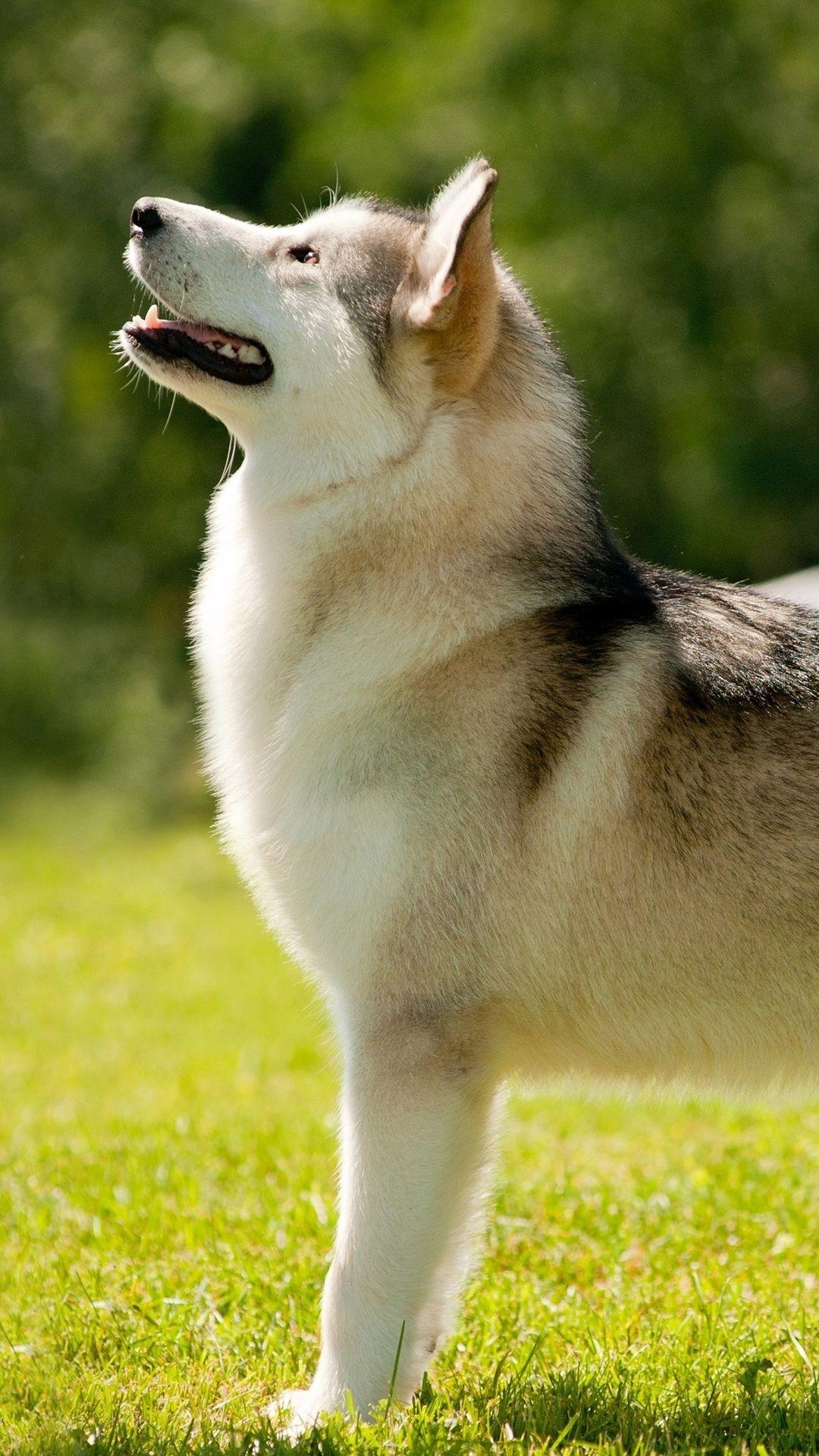 Alaskan Malamute, iPhone, Hund, Mobil, Hintergrund, 1080x1920 Full HD Handy