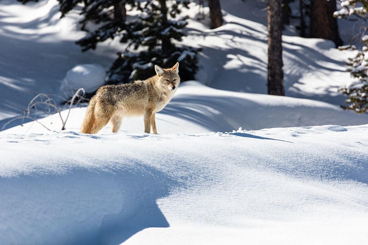 Kojote, Winter, Schnee, Tiere, Natur, 1280x860 HD Desktop